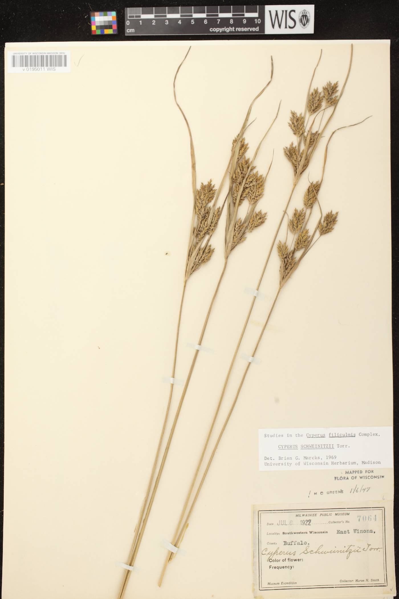 Cyperus schweinitzii image