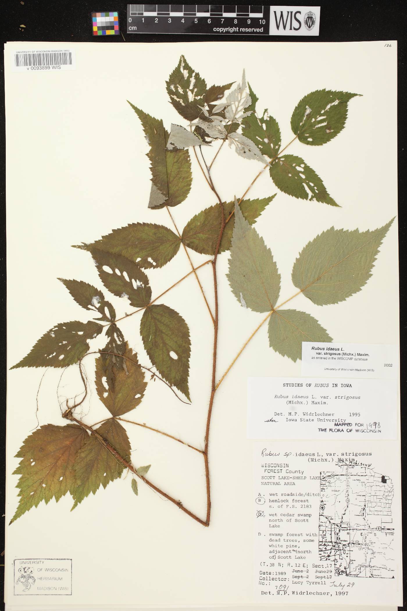 Rubus idaeus subsp. strigosus image