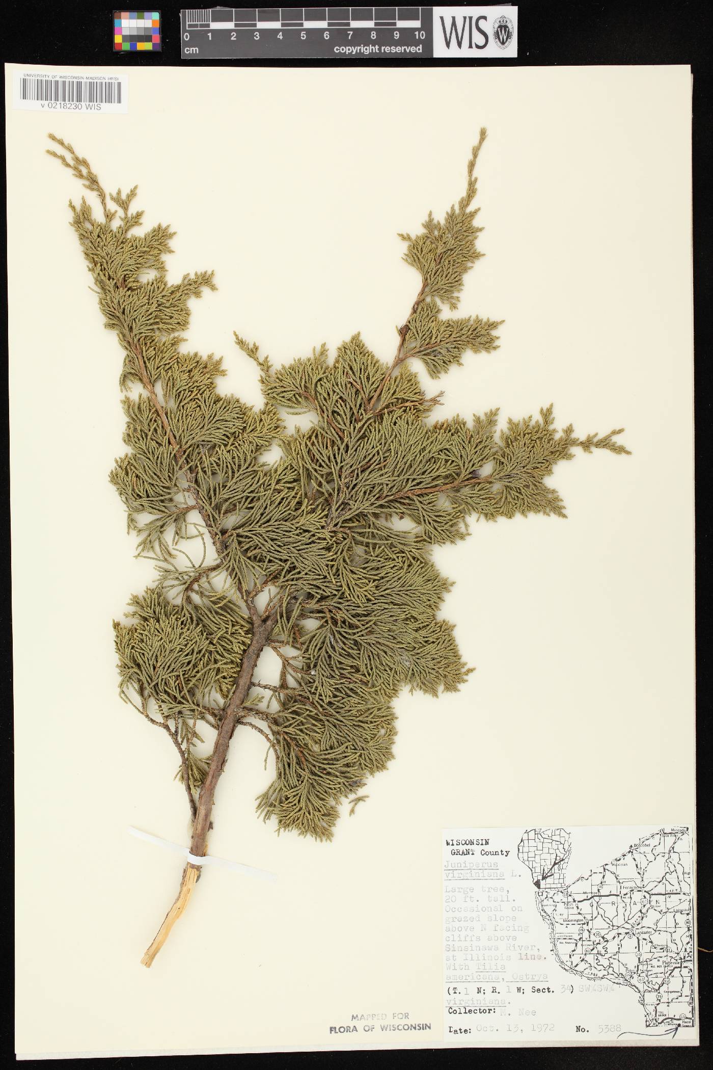 Juniperus virginiana var. virginiana image