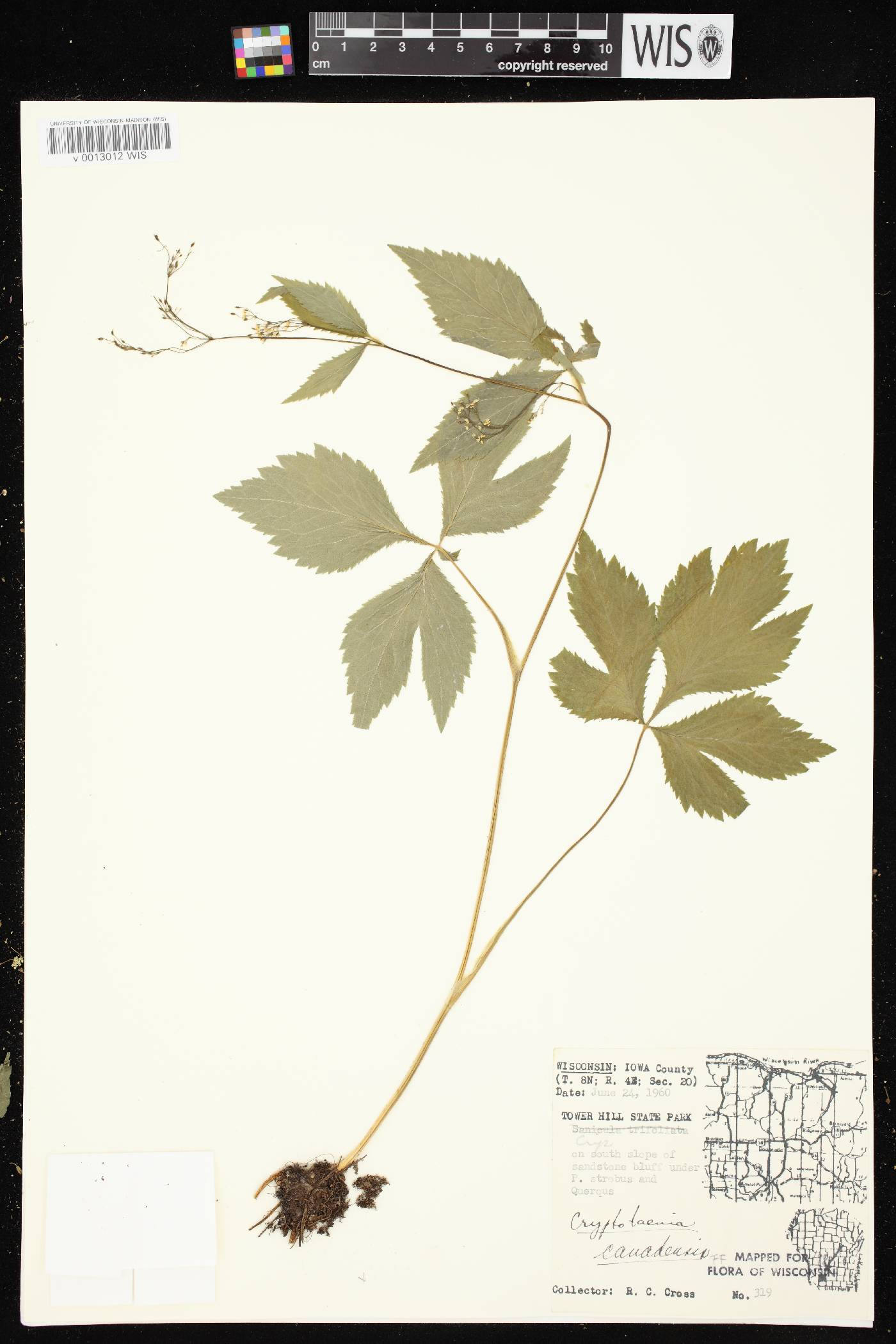 Cryptotaenia canadensis image