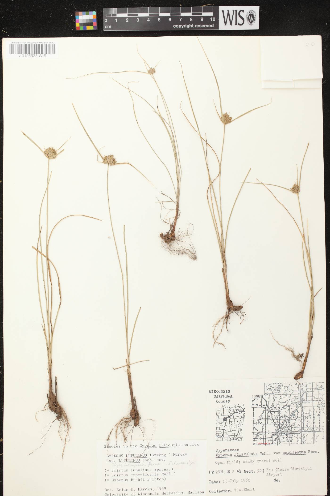Cyperus lupulinus subsp. lupulinus image