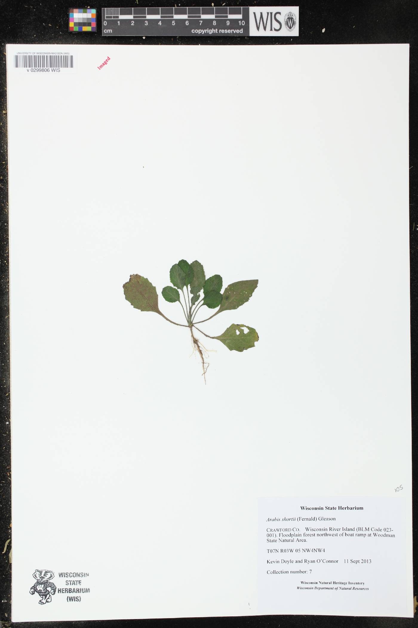 Boechera dentata image