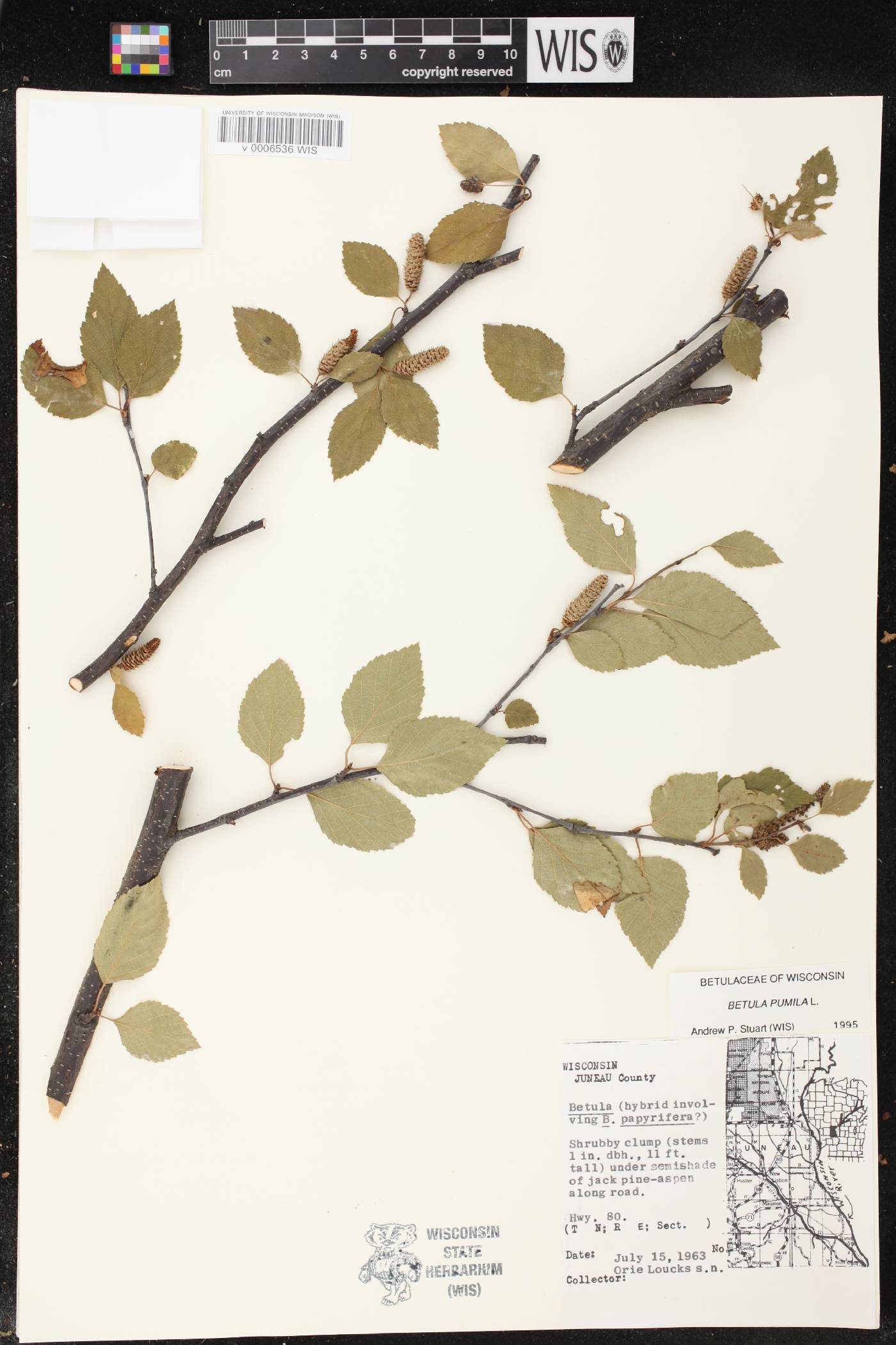 Betula pumila image