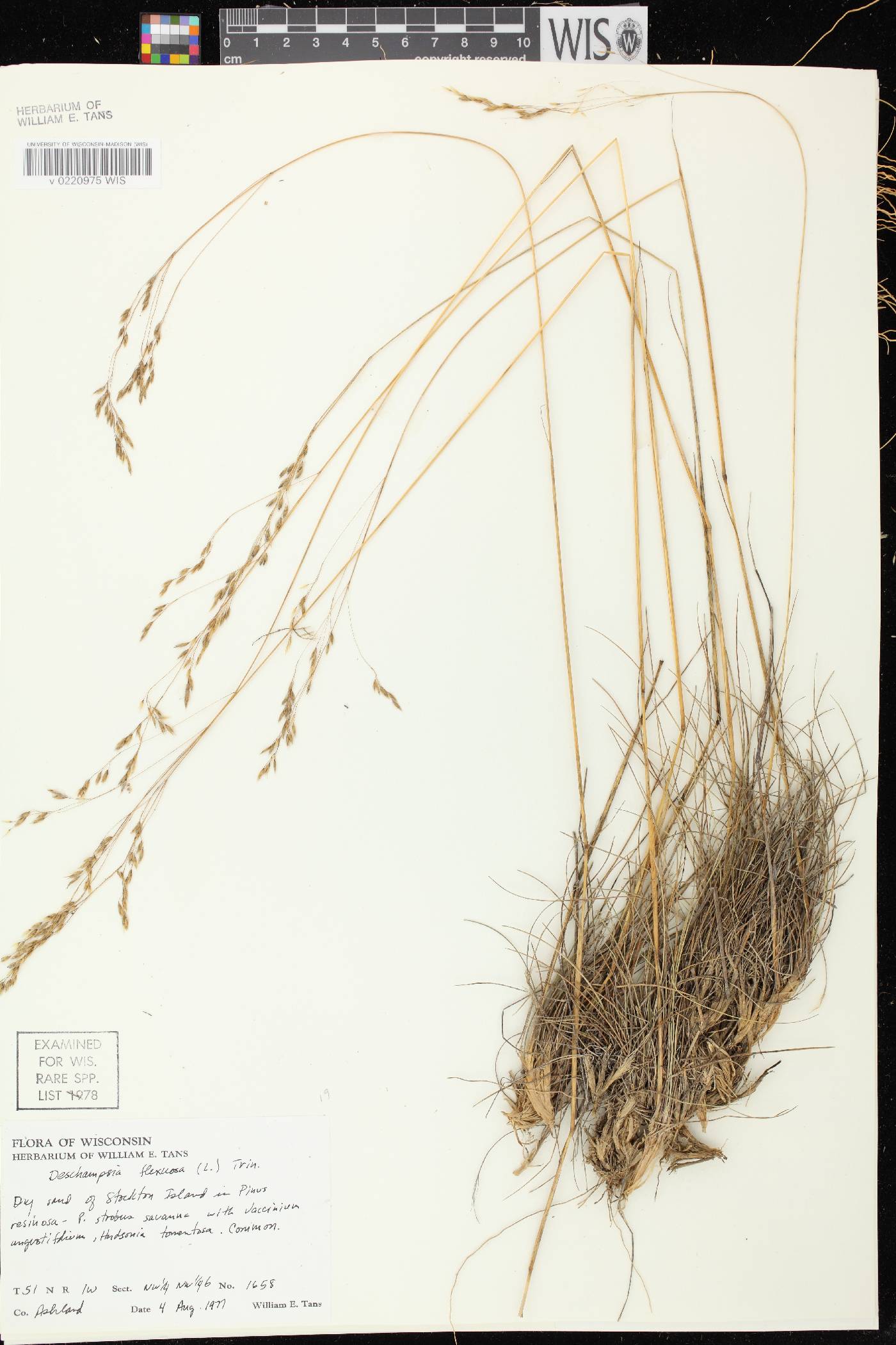 Avenella flexuosa image