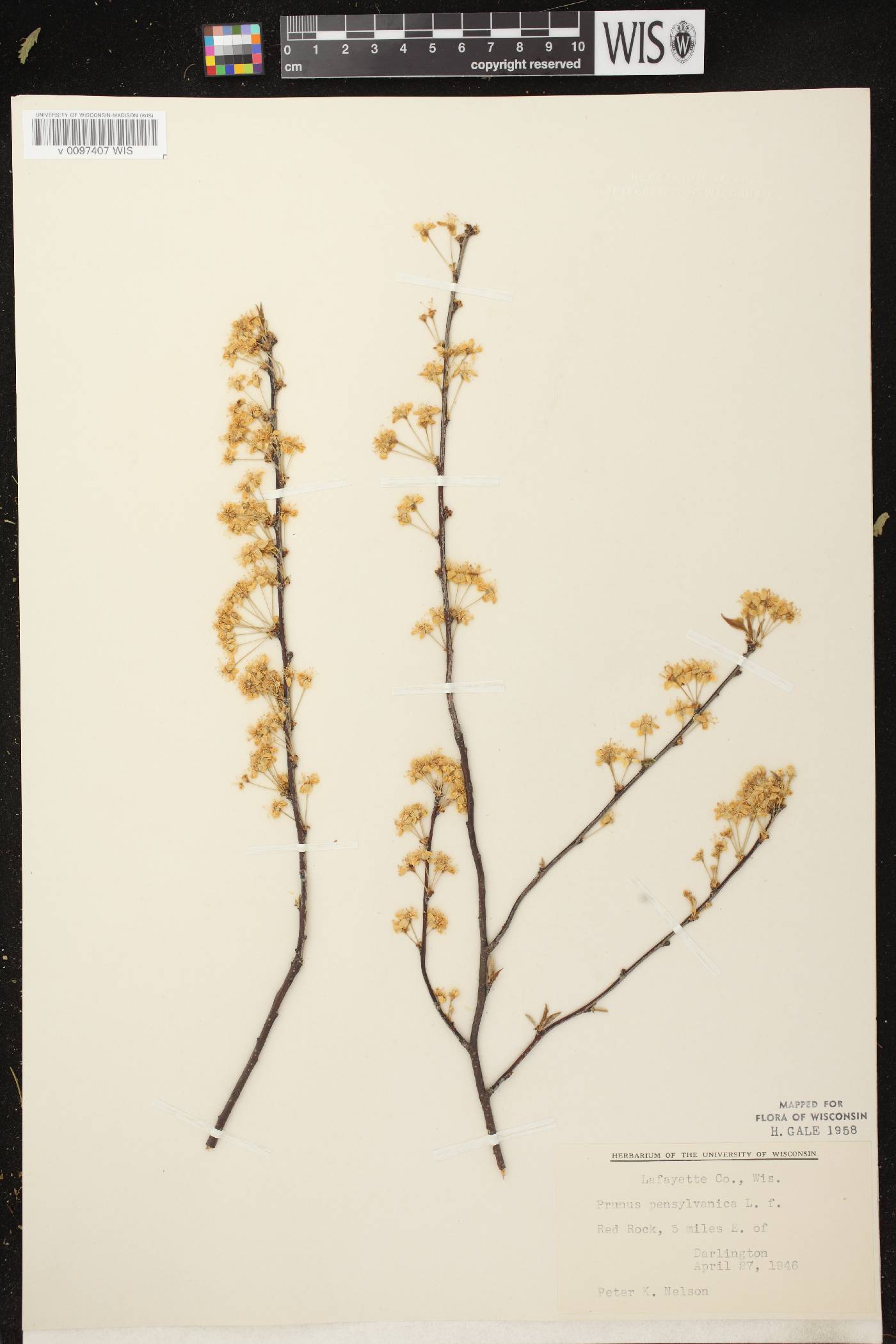 Prunus pensylvanica image