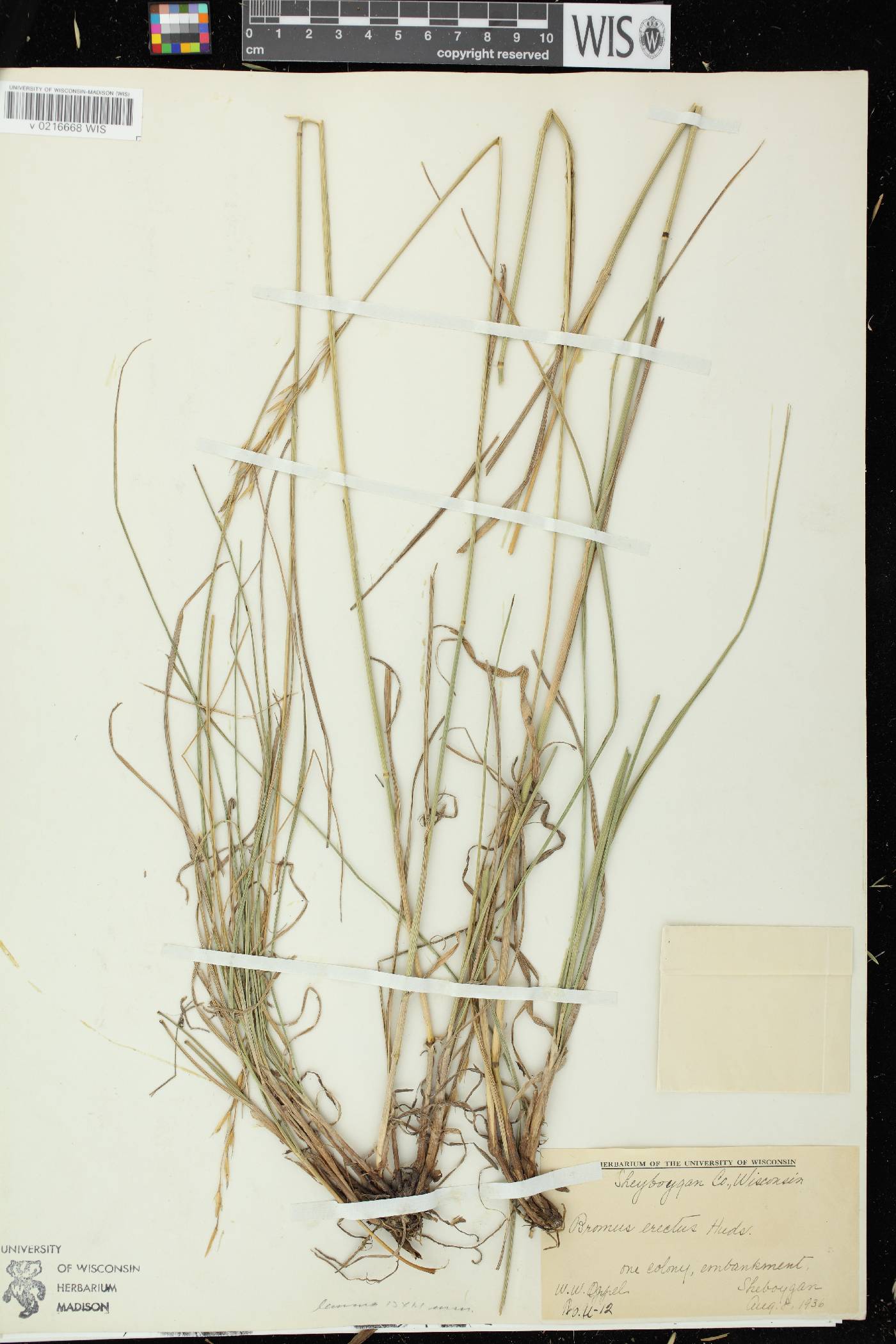 Bromus erectus image
