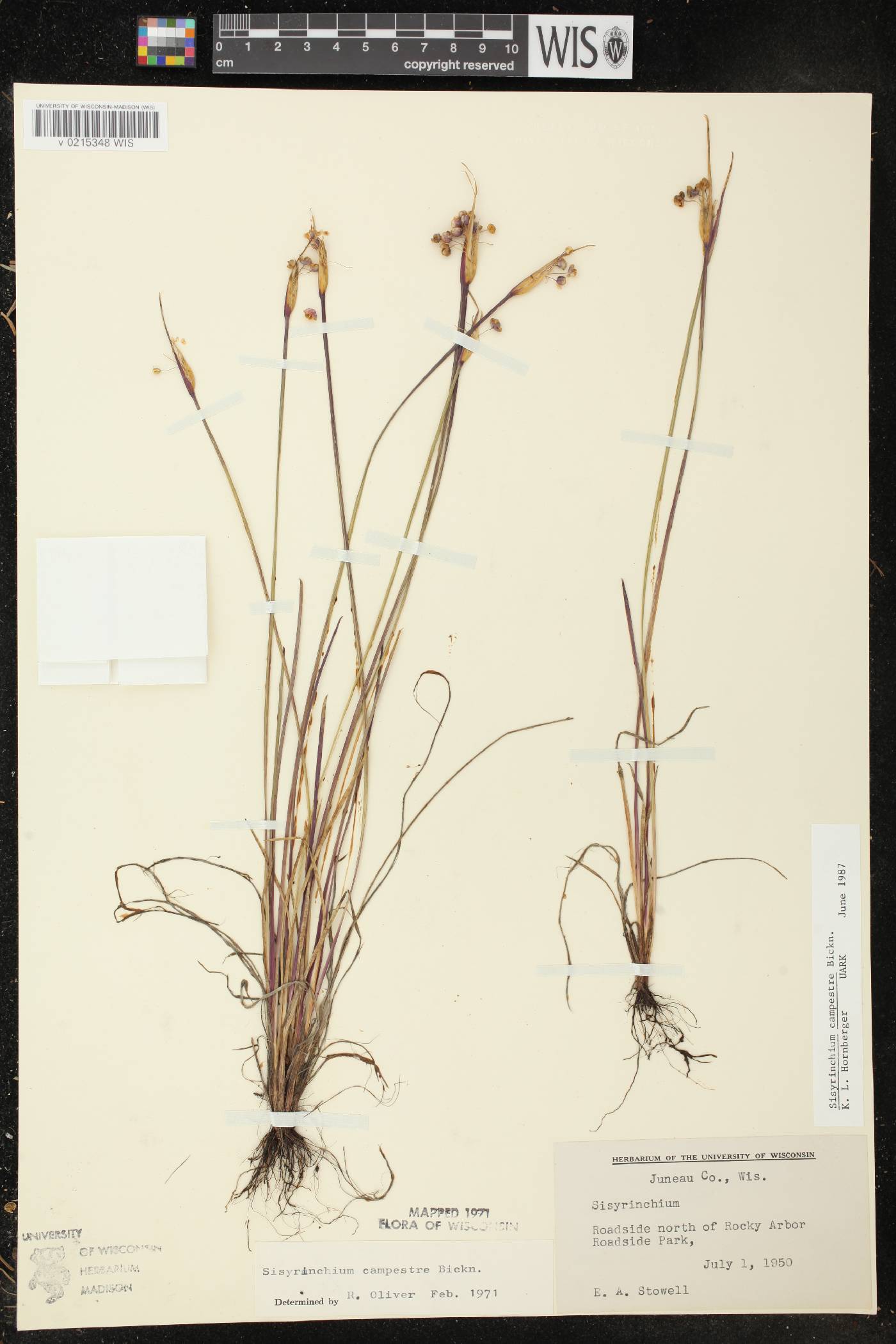 Sisyrinchium campestre image