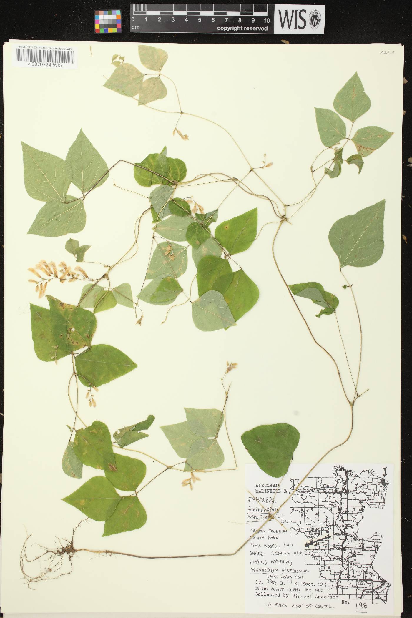 Amphicarpaea bracteata image