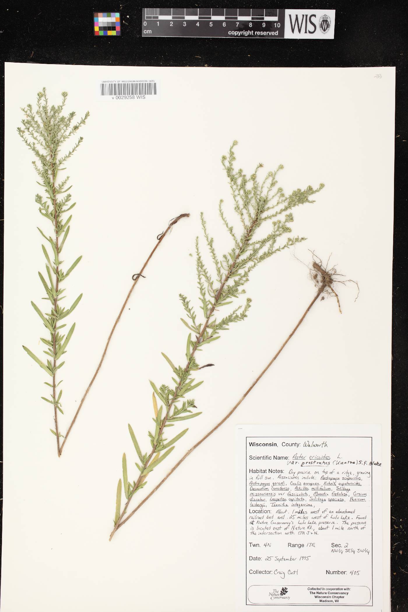 Symphyotrichum ericoides var. ericoides image