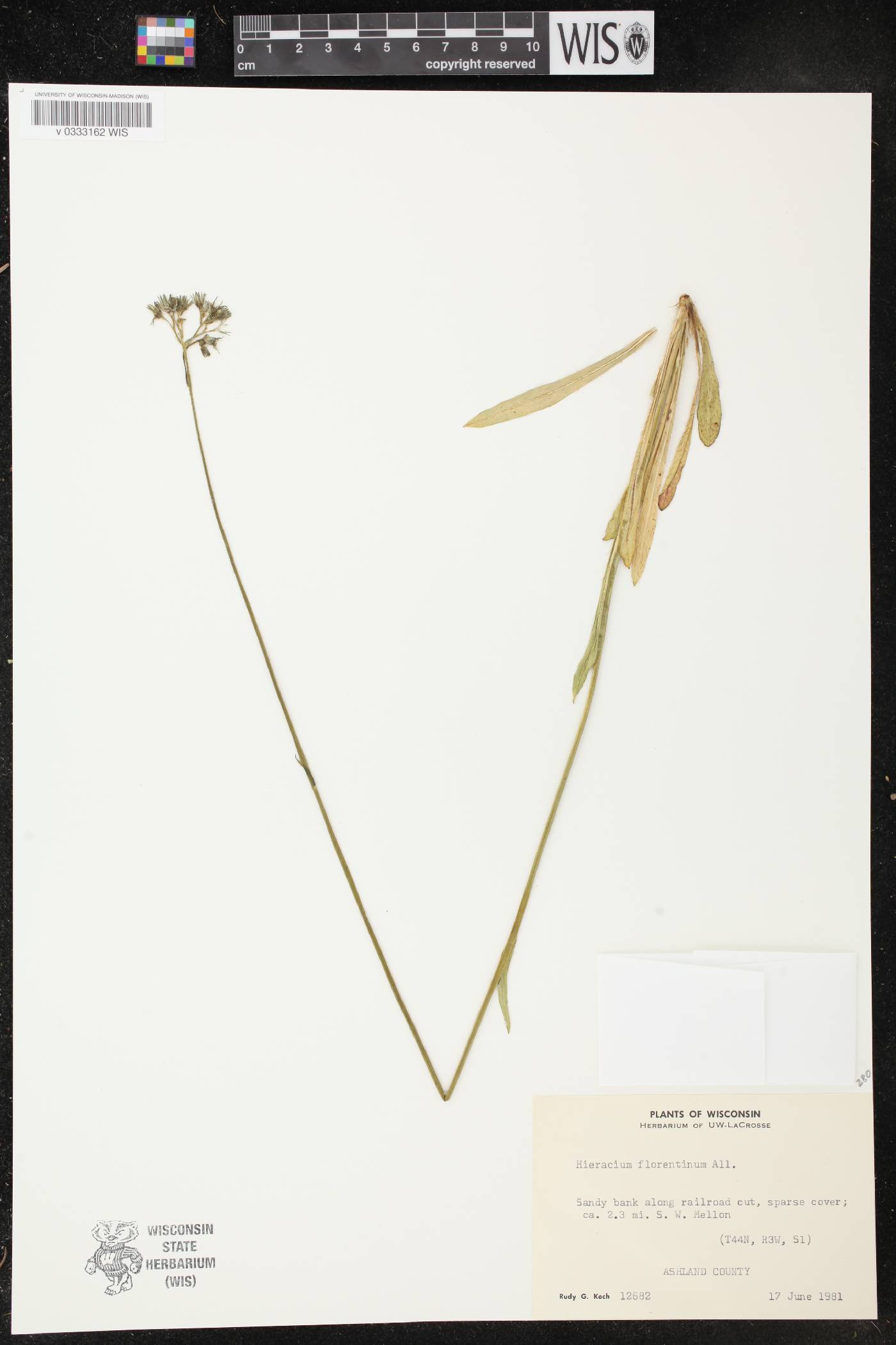 Hieracium piloselloides image