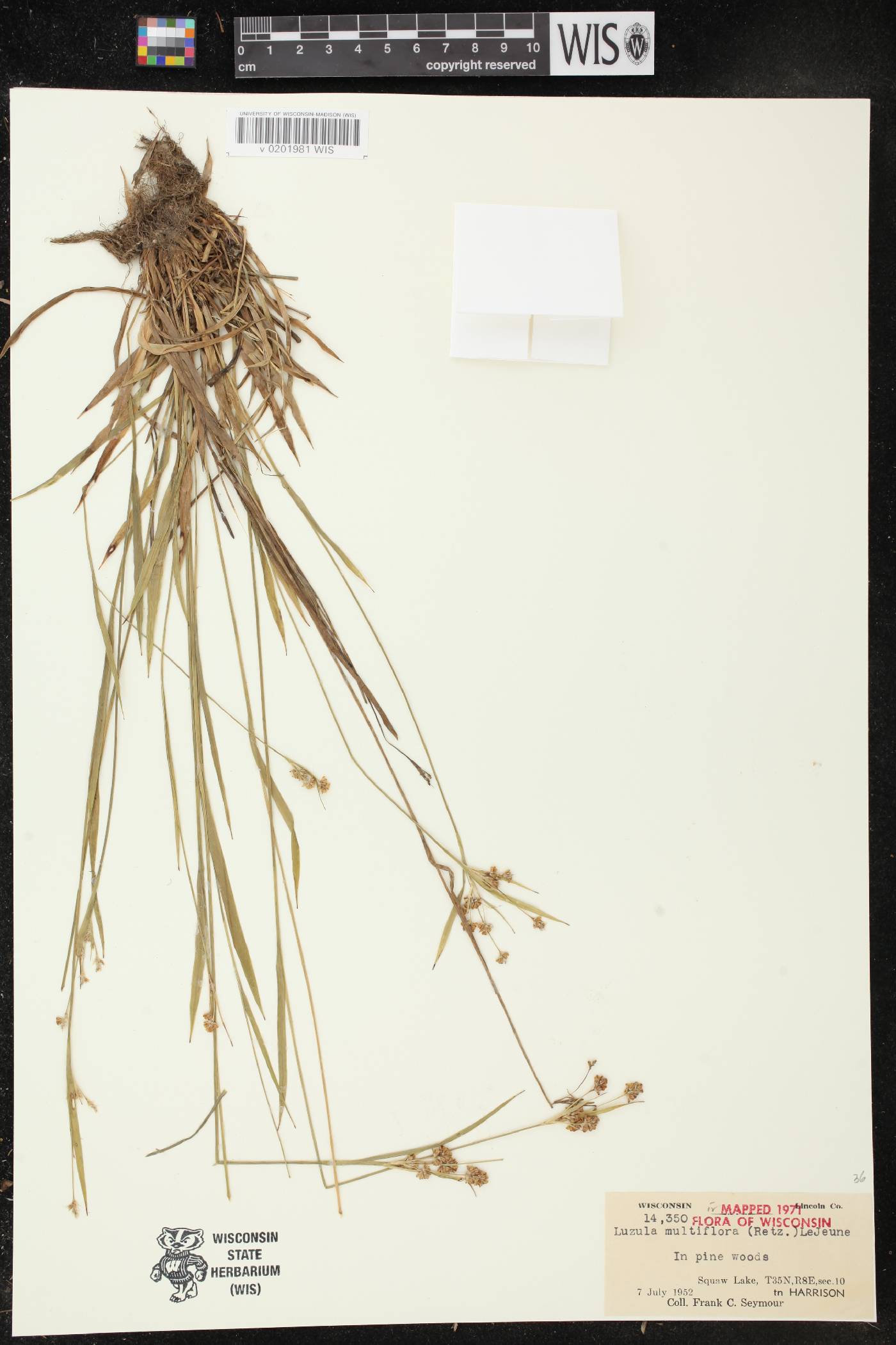 Luzula multiflora image