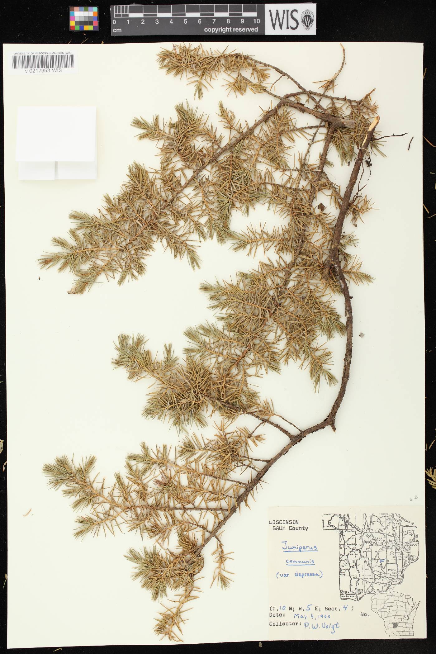Juniperus communis image