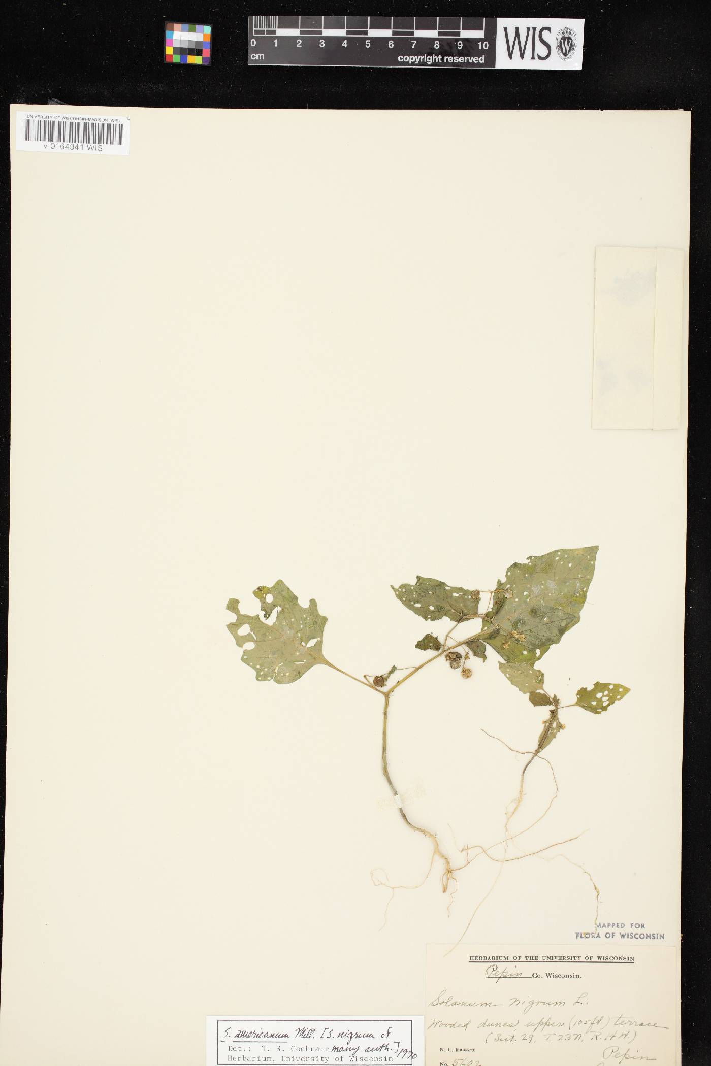 Solanum ptychanthum image