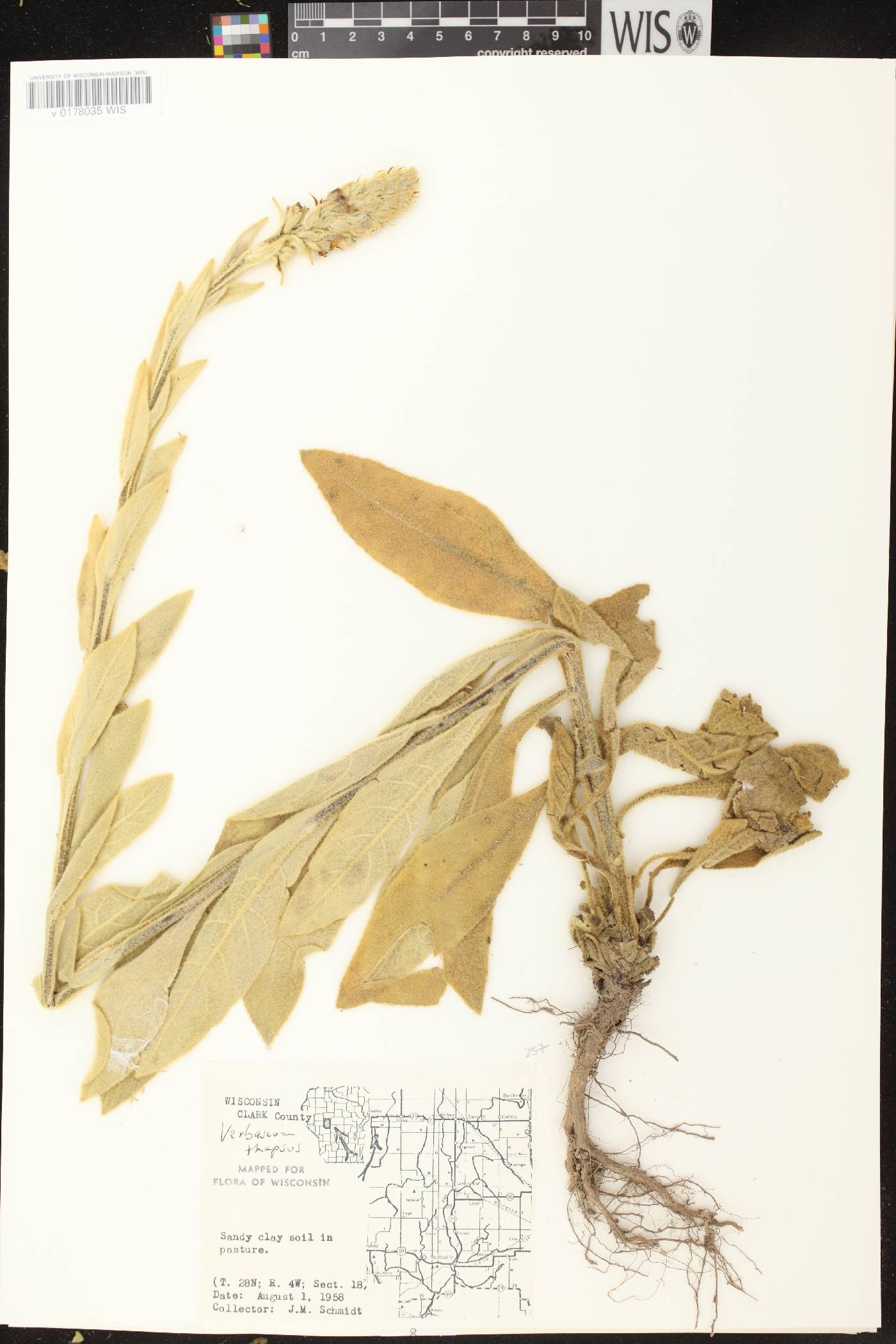 Verbascum thapsus image