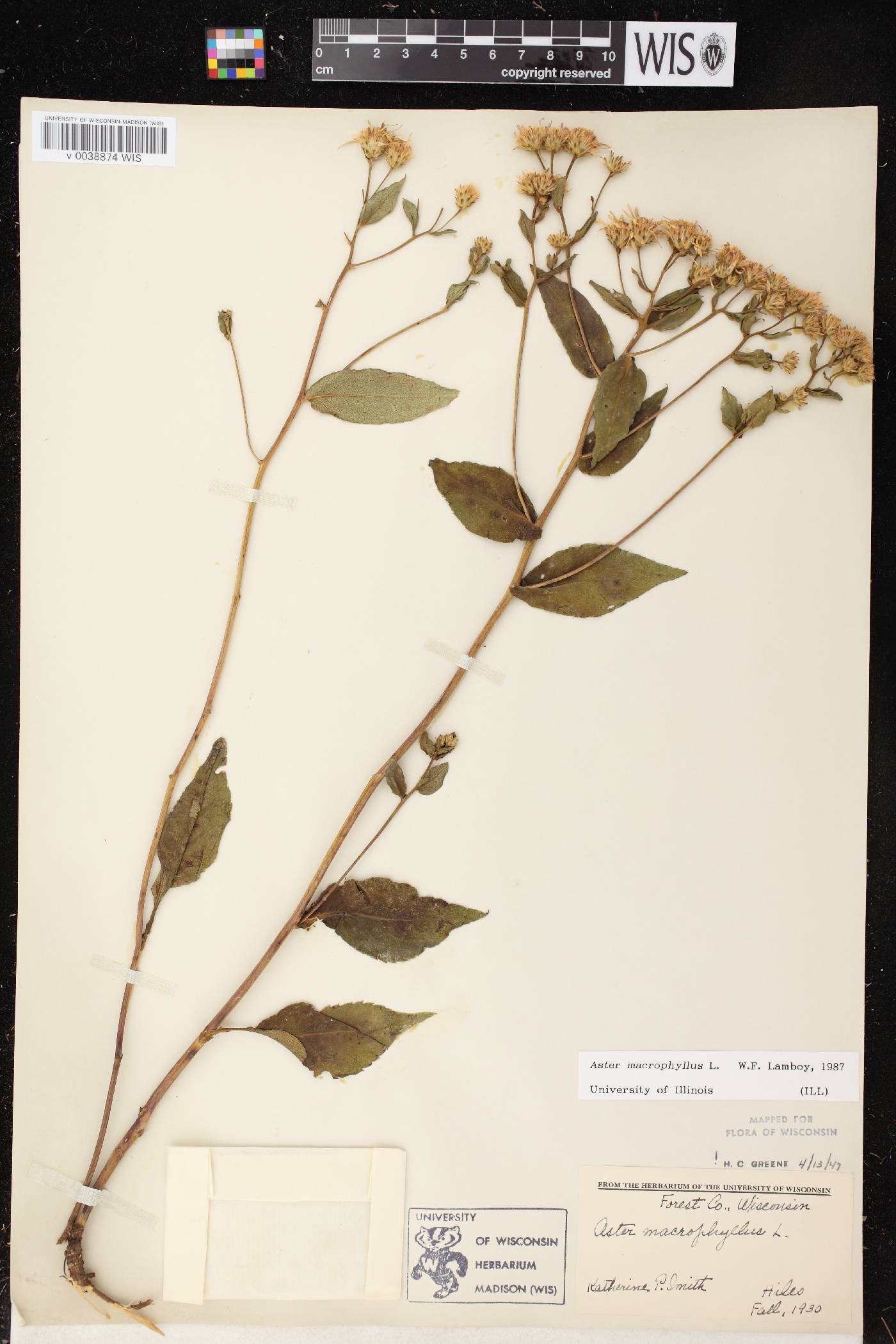 Eurybia macrophylla image
