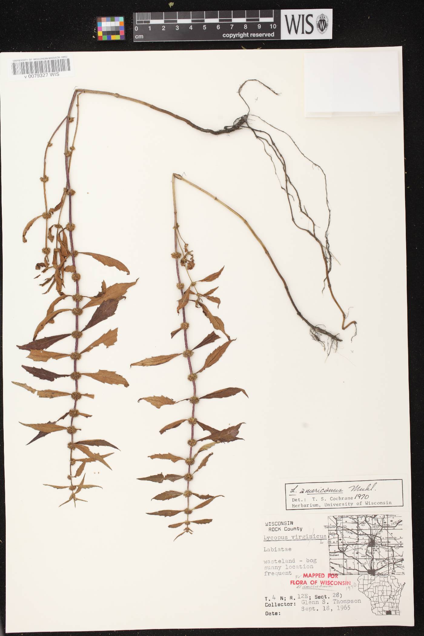 Lycopus americanus image