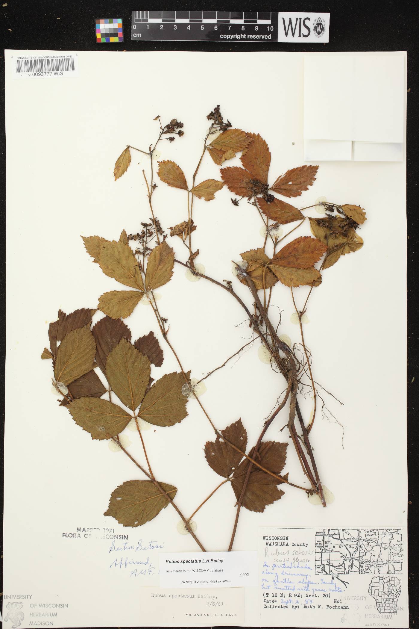 Rubus setosus image