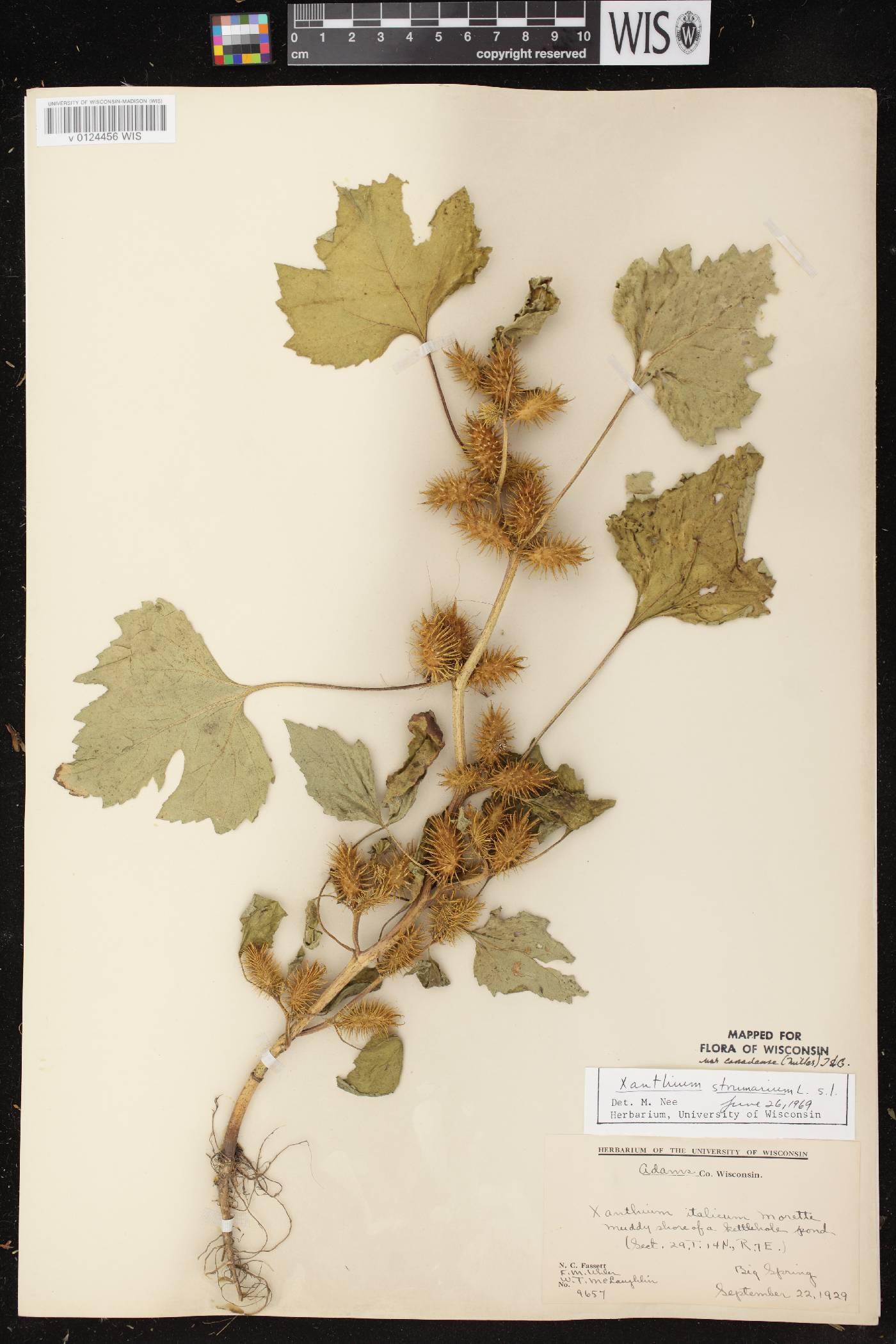 Xanthium strumarium image