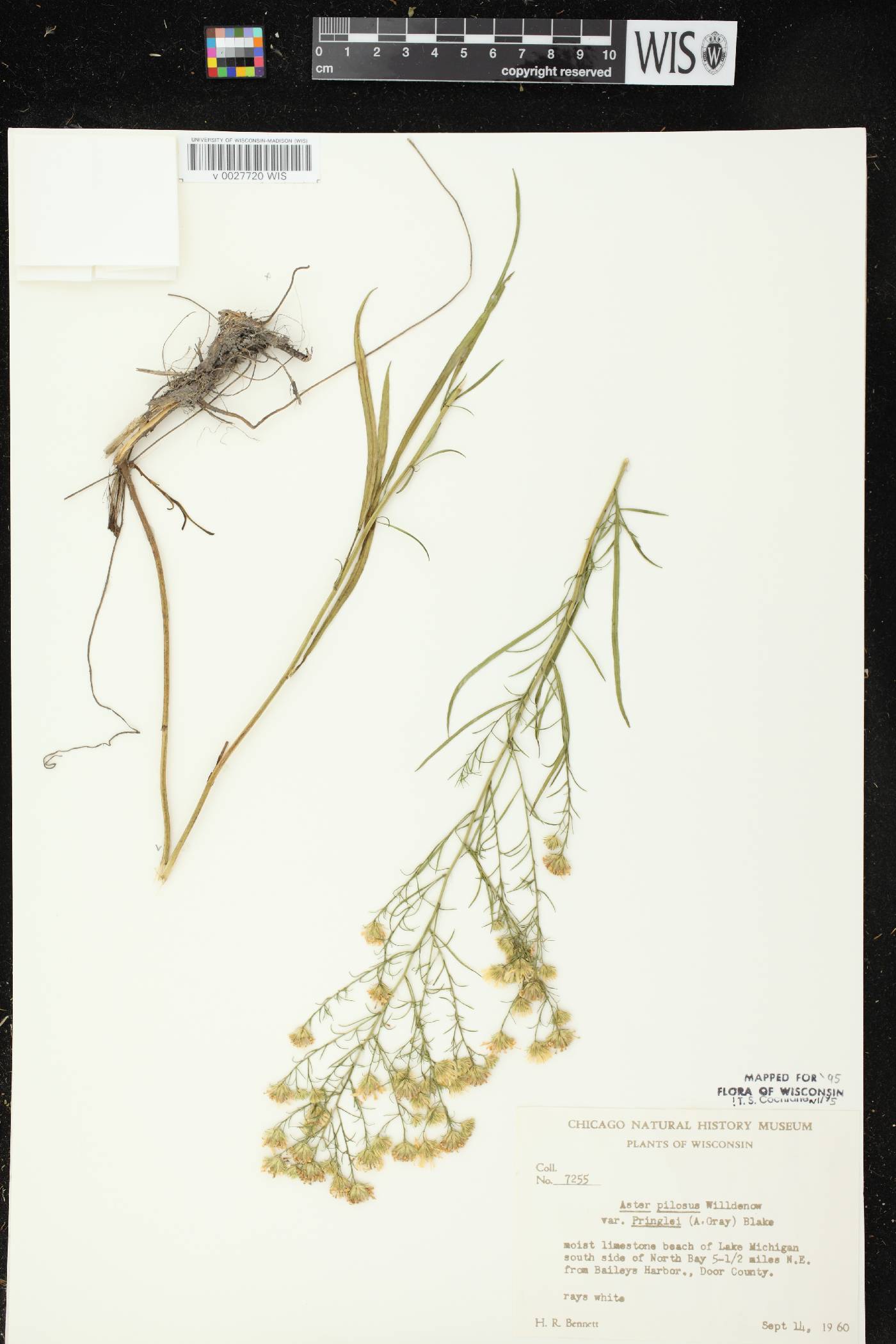 Symphyotrichum pilosum image