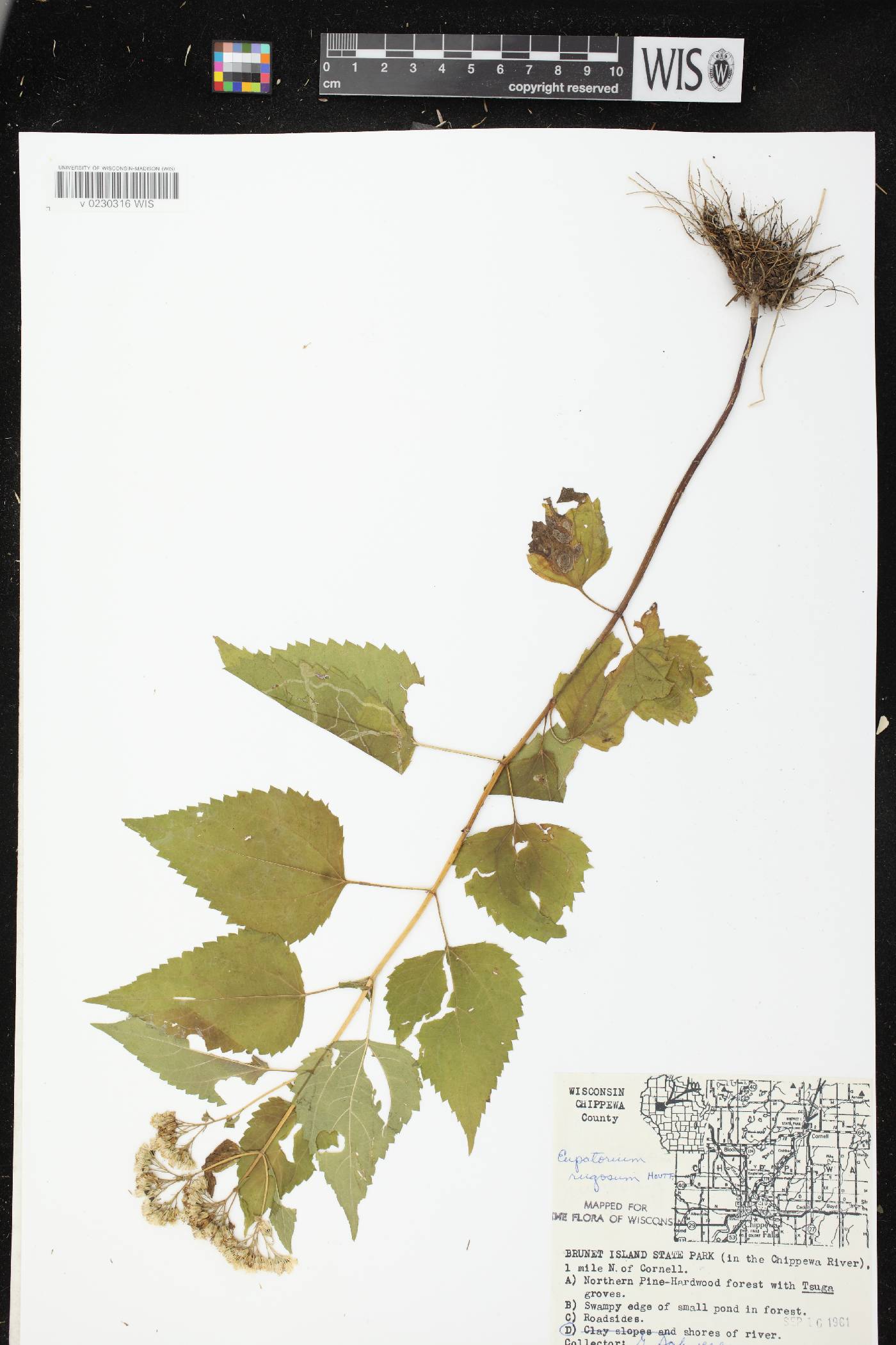 Ageratina altissima subsp. altissima image