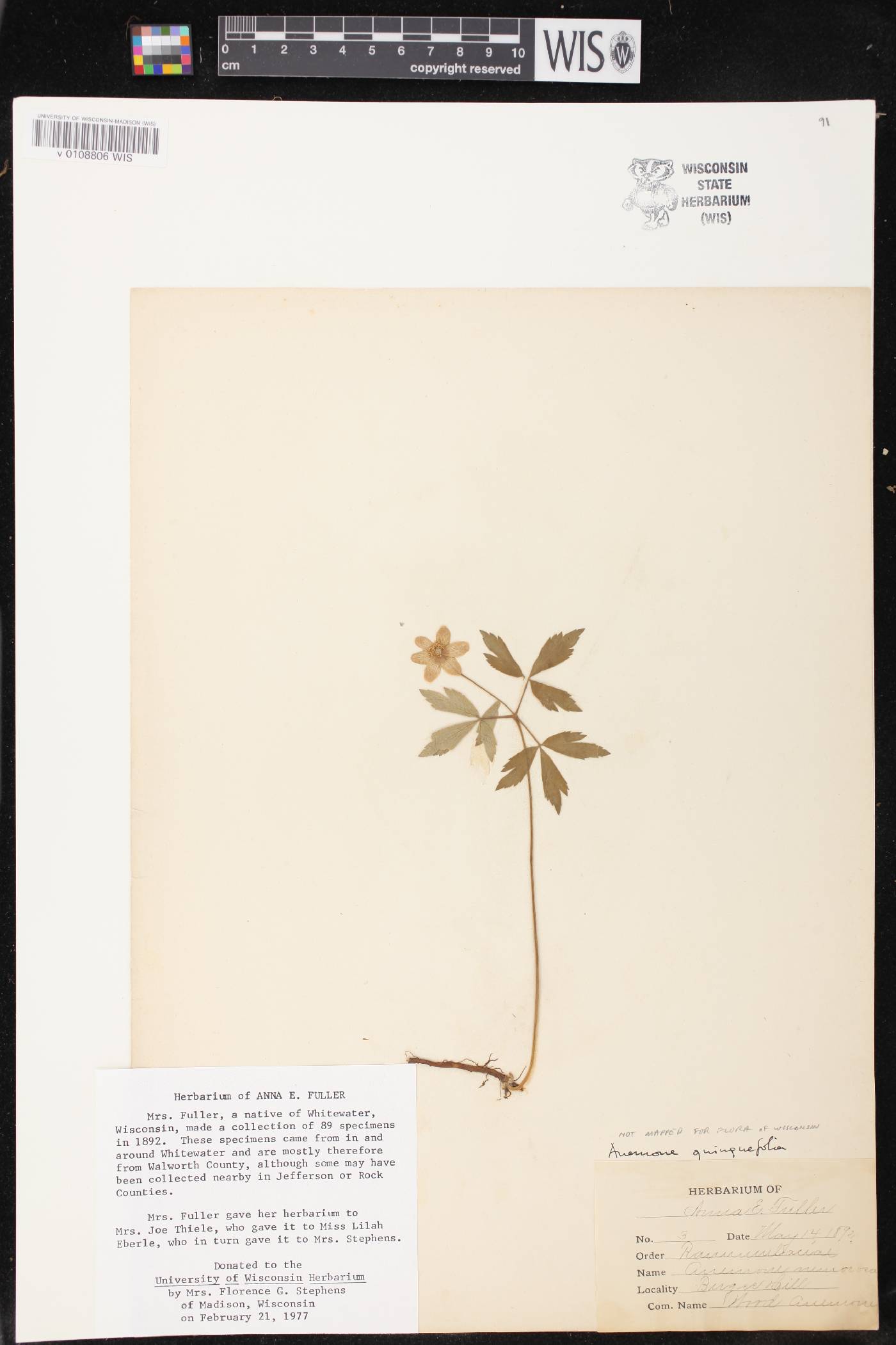 Anemone quinquefolia image