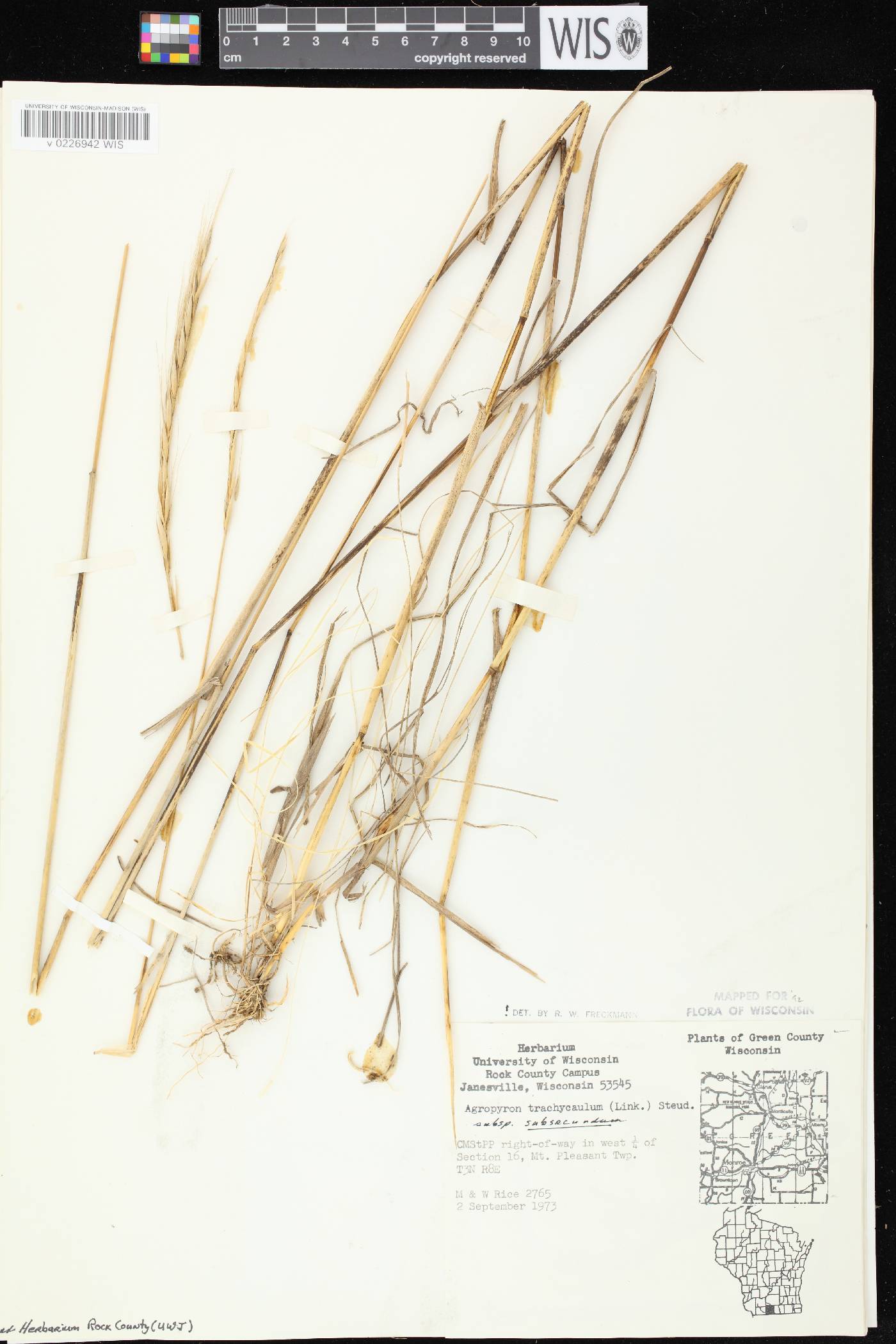 Elymus trachycaulus subsp. subsecundus image