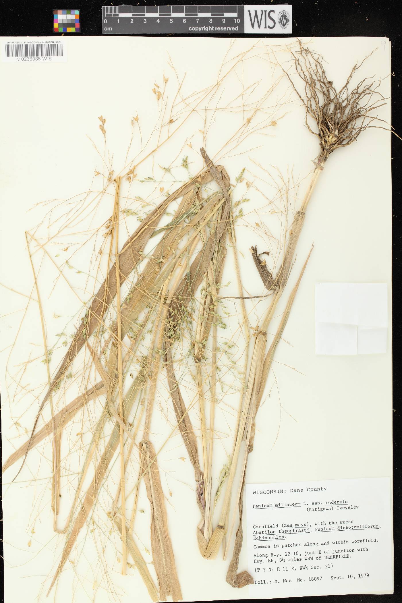 Panicum miliaceum subsp. ruderale image