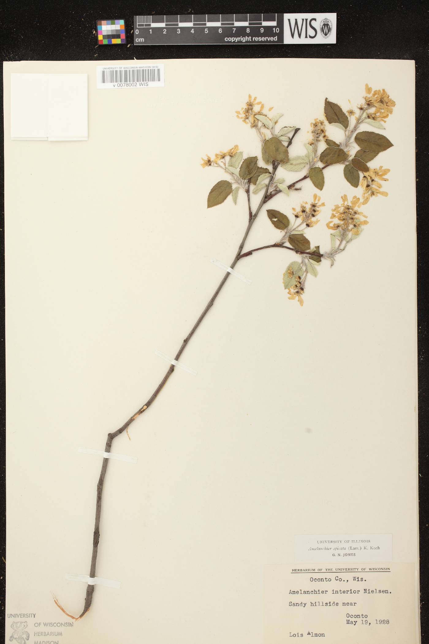 Amelanchier spicata image