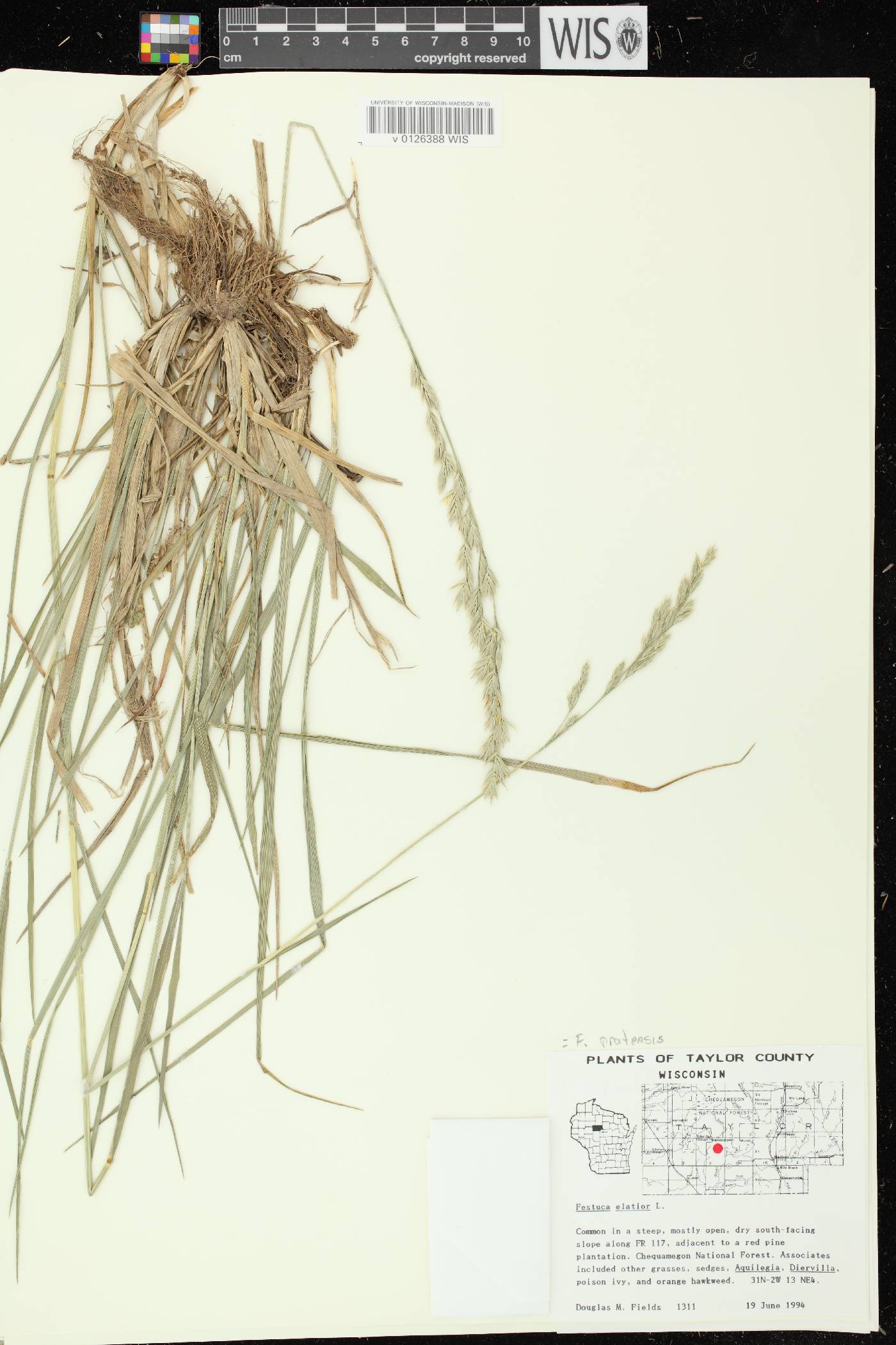 Lolium pratense image
