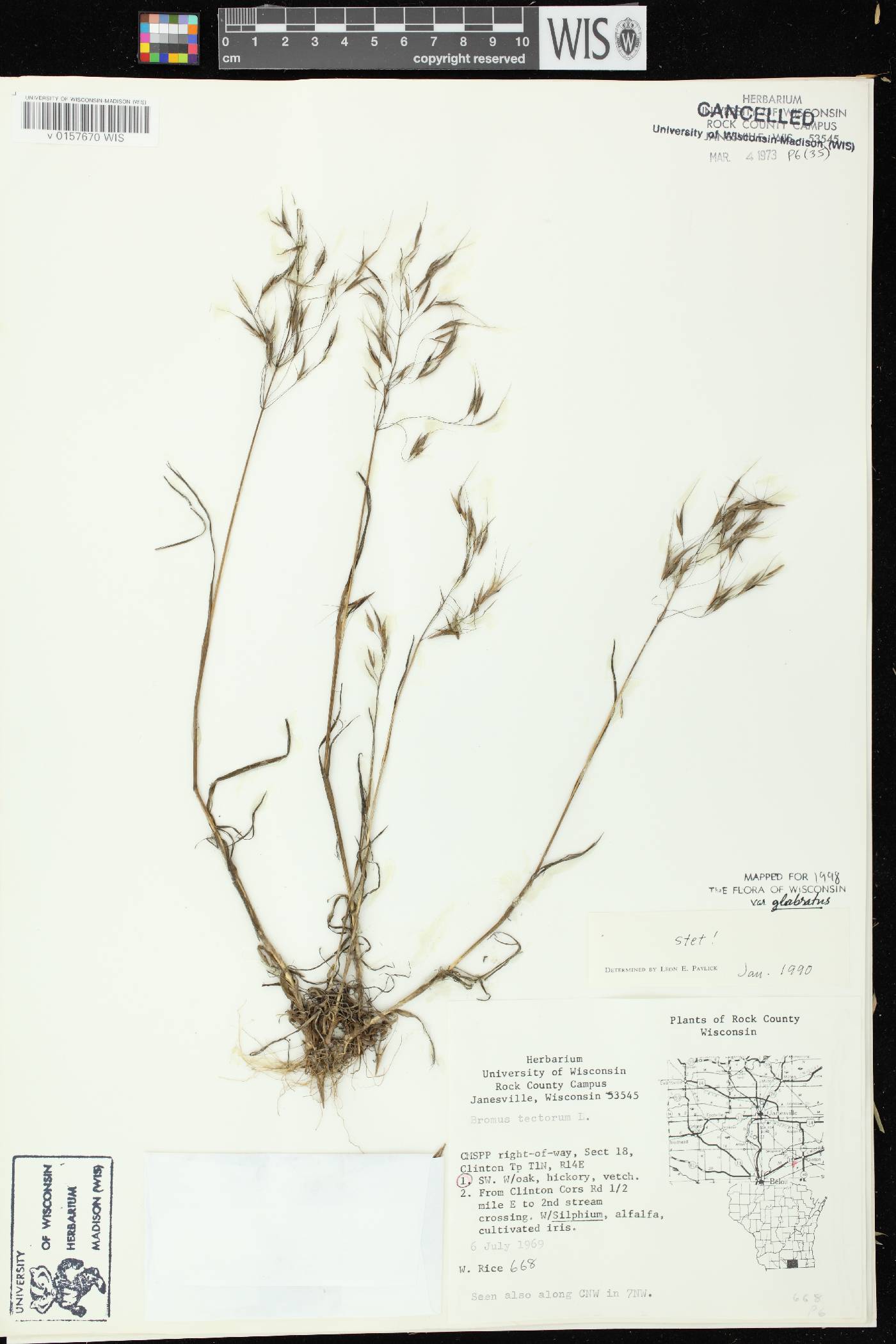 Bromus tectorum image