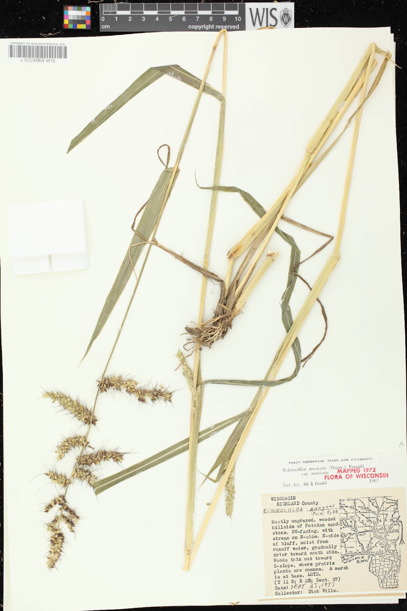 Echinochloa muricata var. muricata image