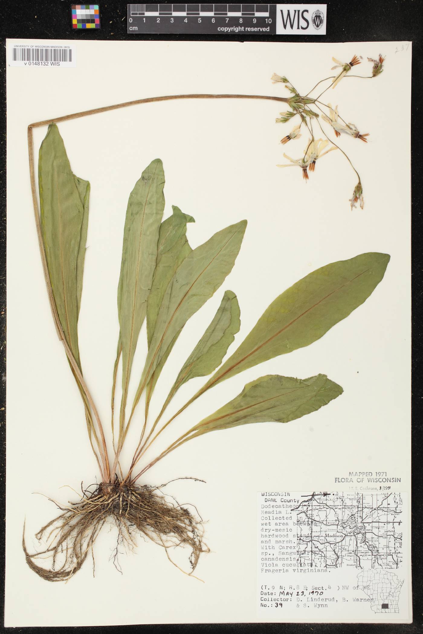 Primula meadia image