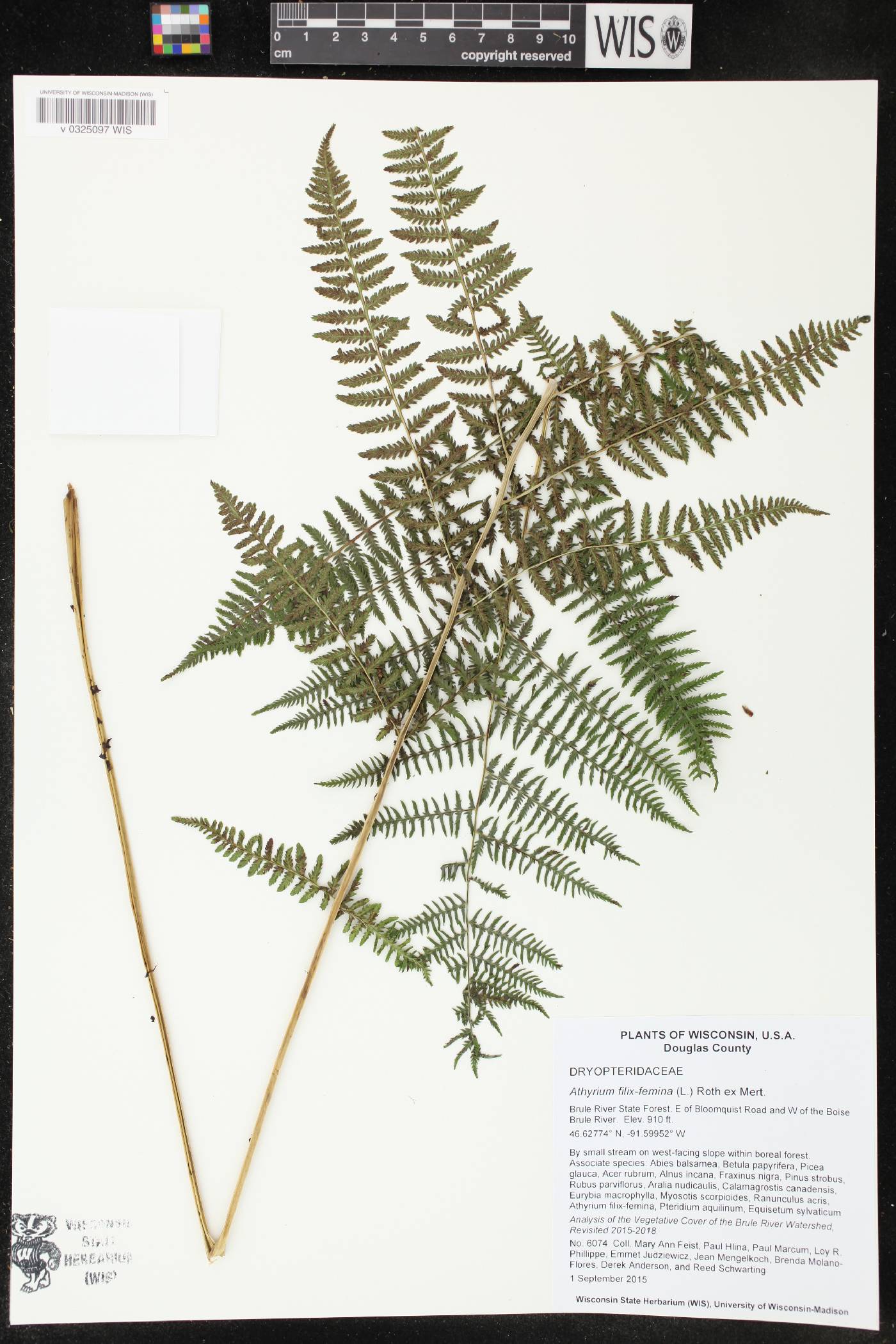 Athyrium filix-femina image