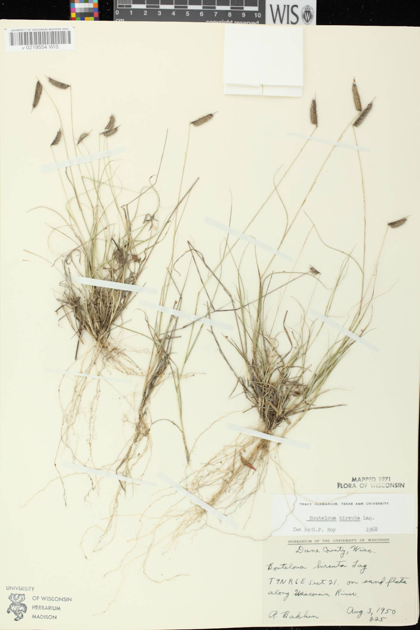 Bouteloua hirsuta subsp. hirsuta image