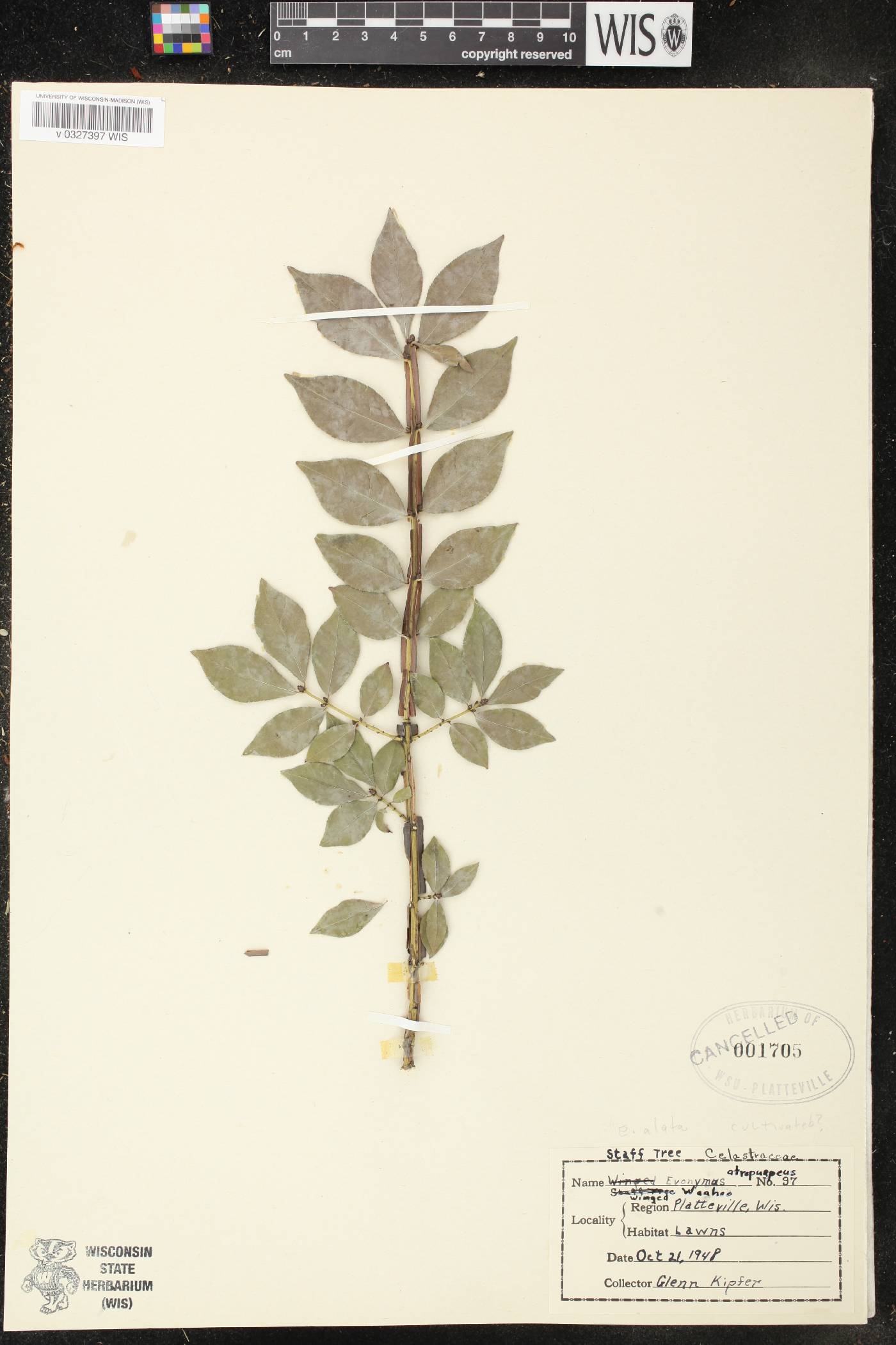 Euonymus alatus image
