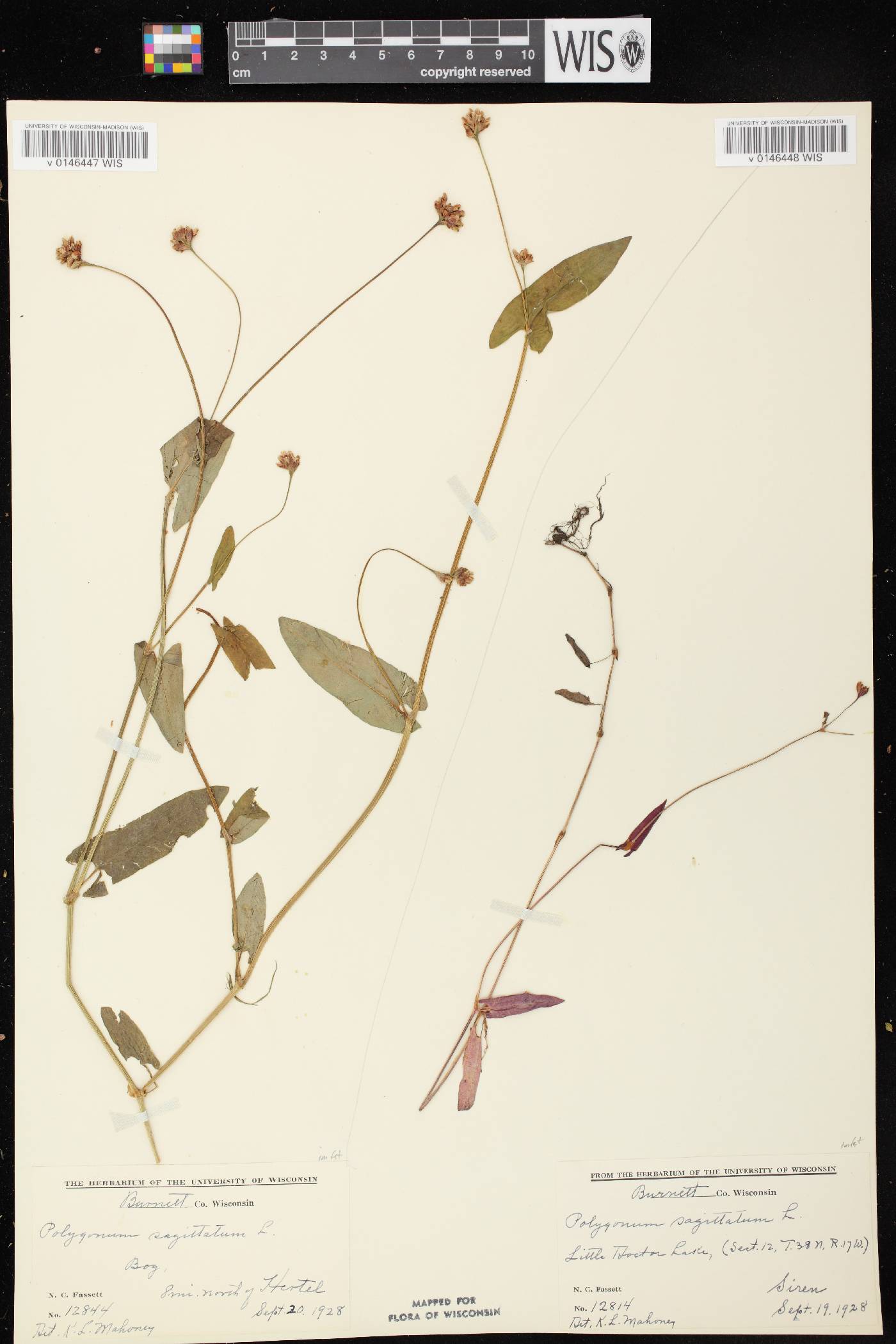 Persicaria sagittata image