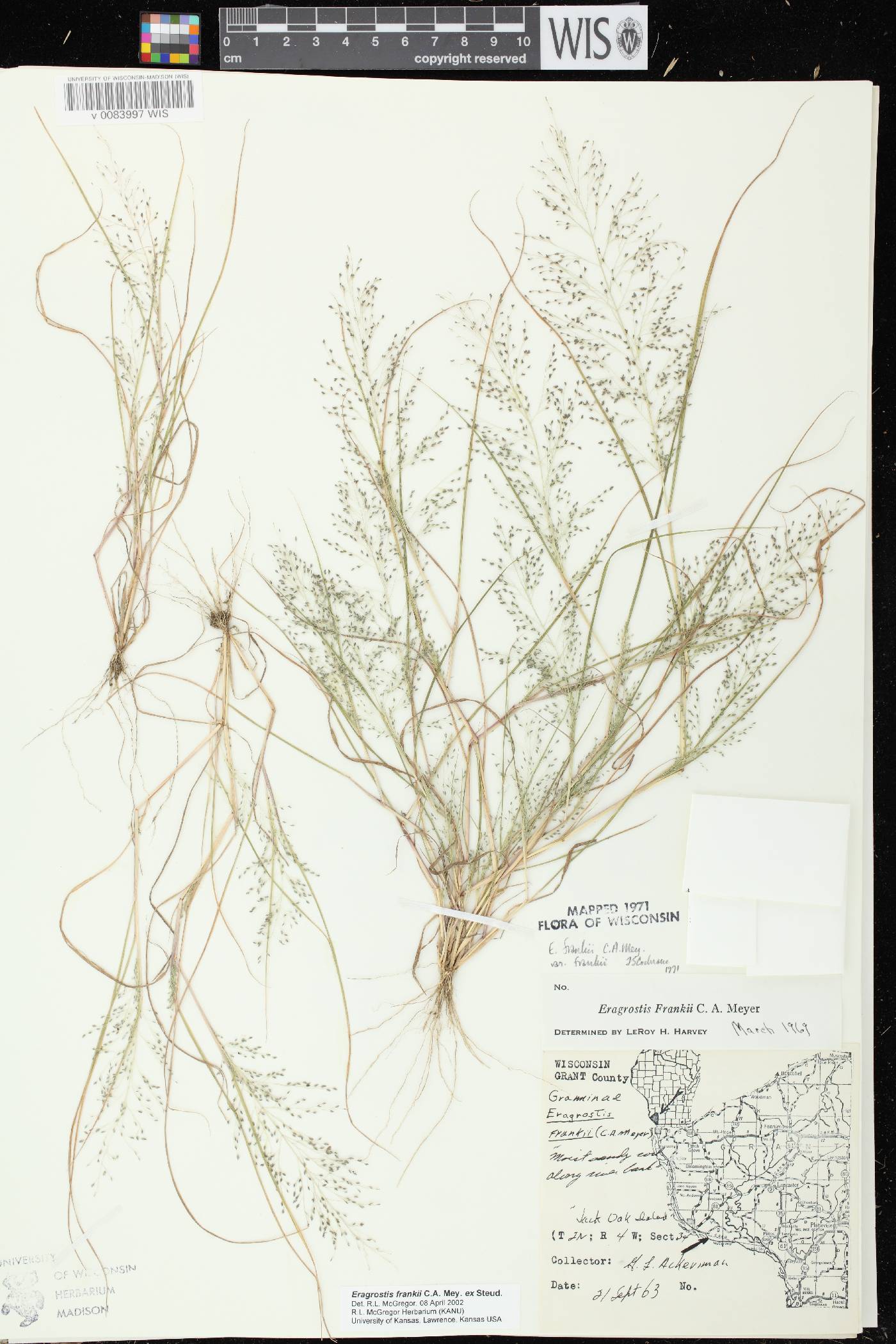 Eragrostis frankii image
