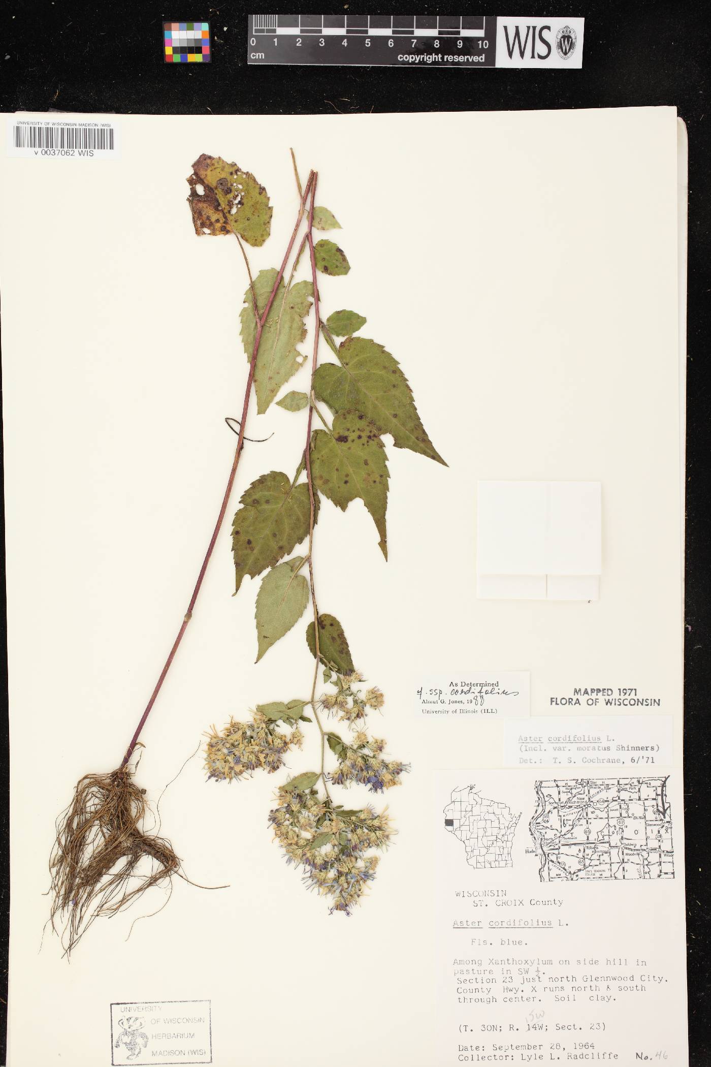 Symphyotrichum cordifolium image