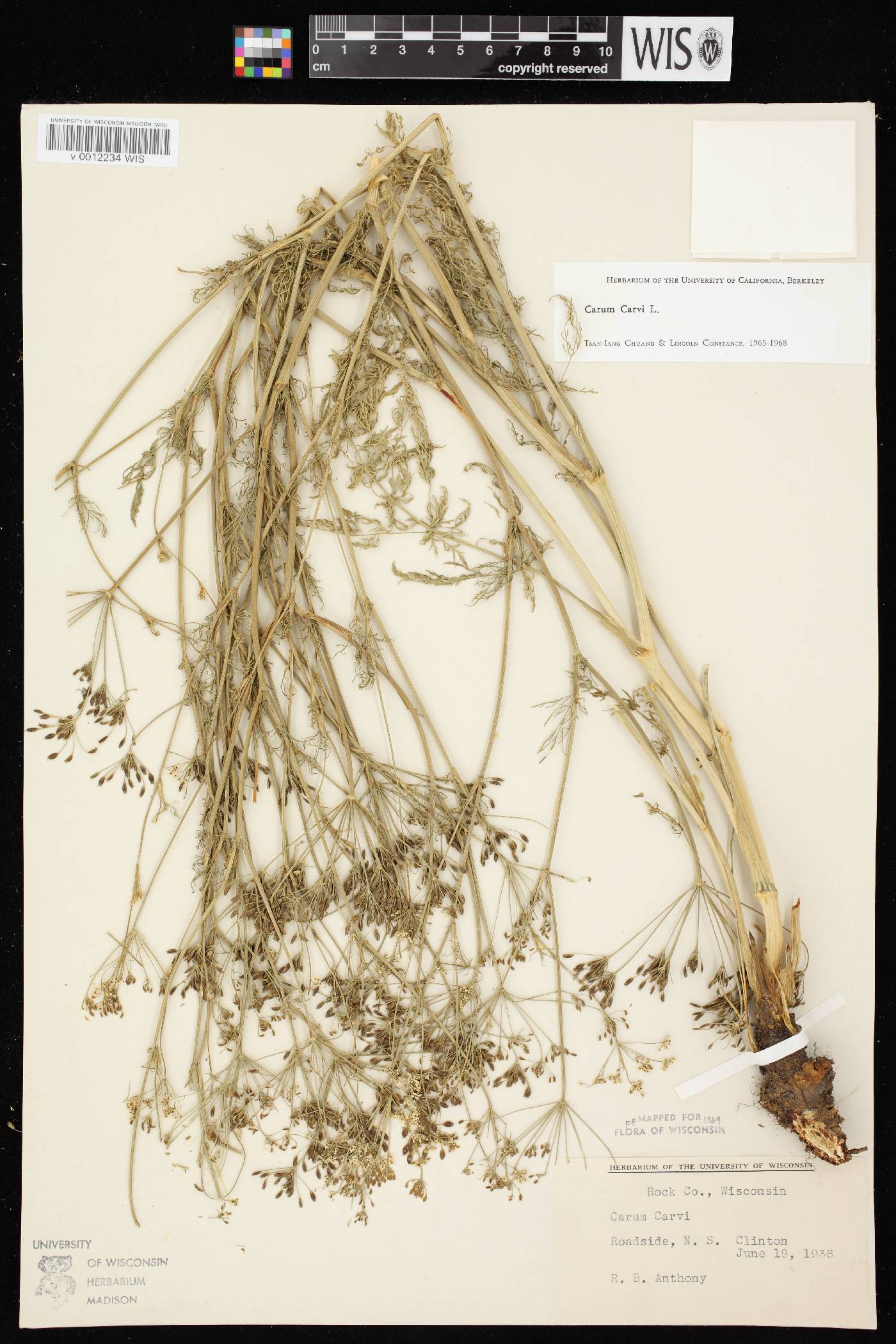 Carum carvi image
