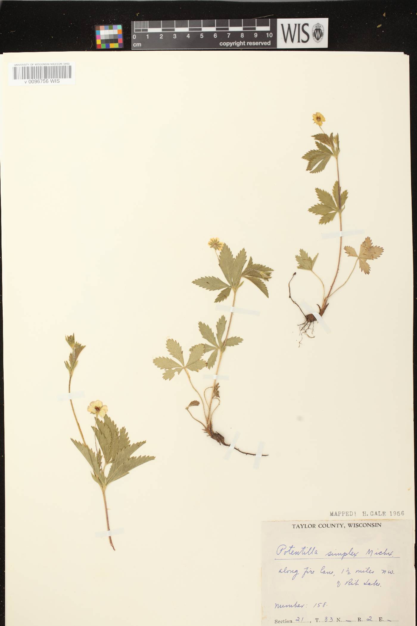 Potentilla simplex image