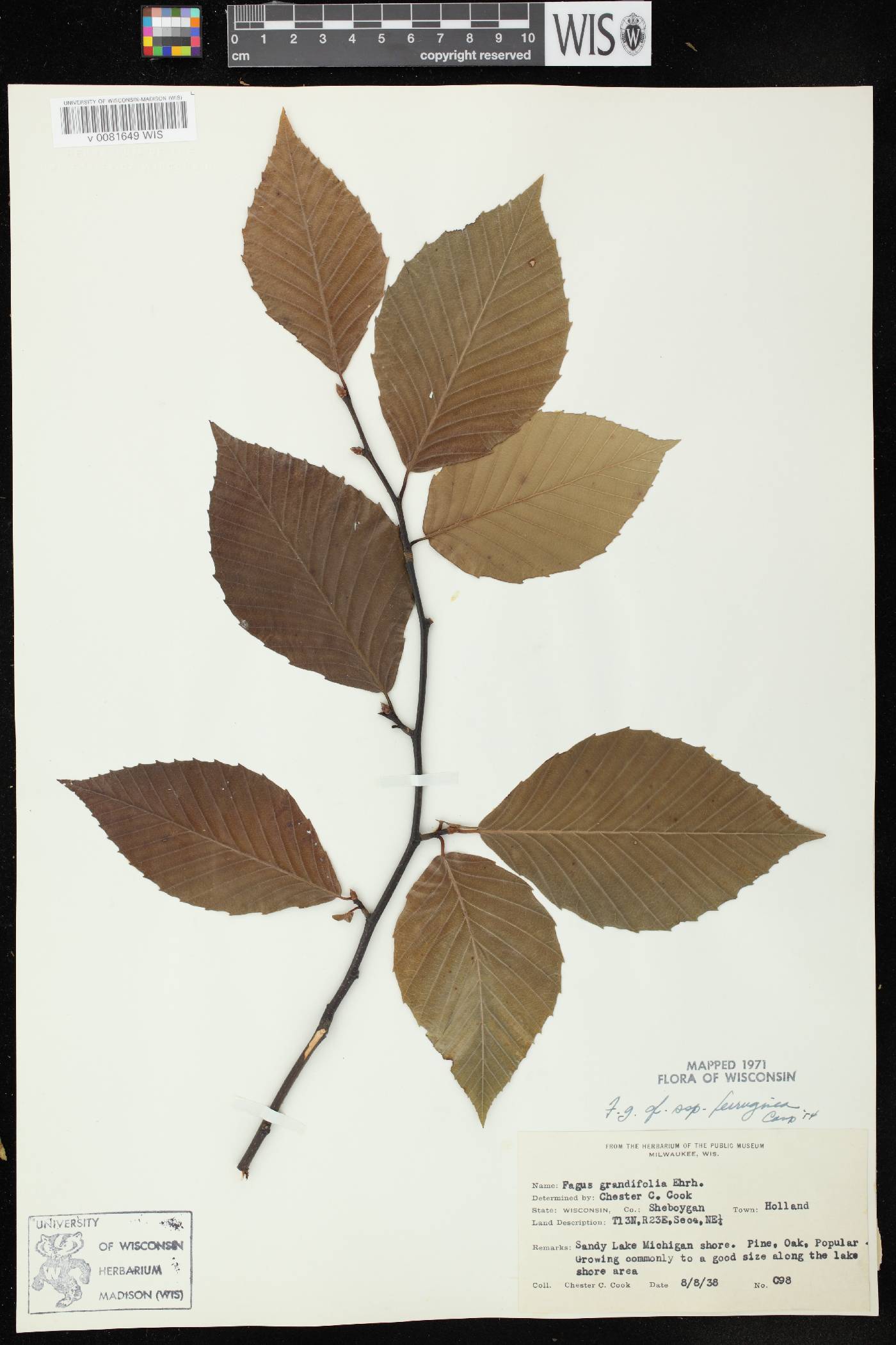 Fagus grandifolia image