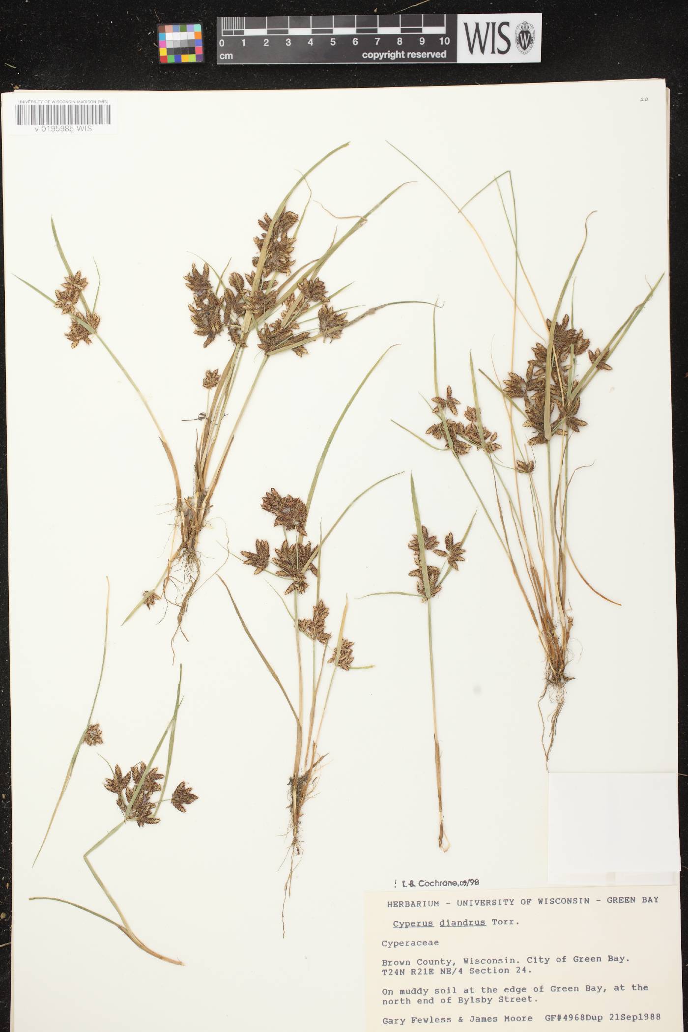 Cyperus diandrus image