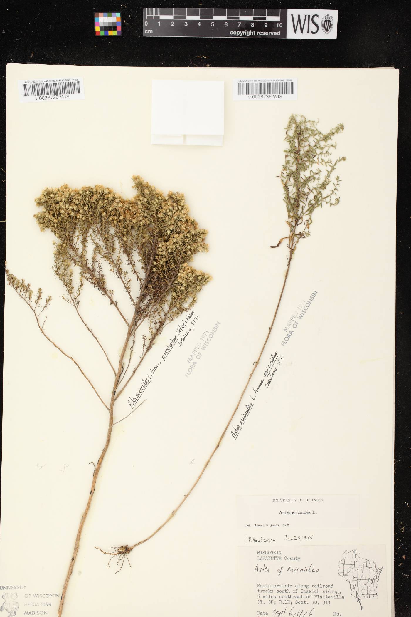 Symphyotrichum ericoides image