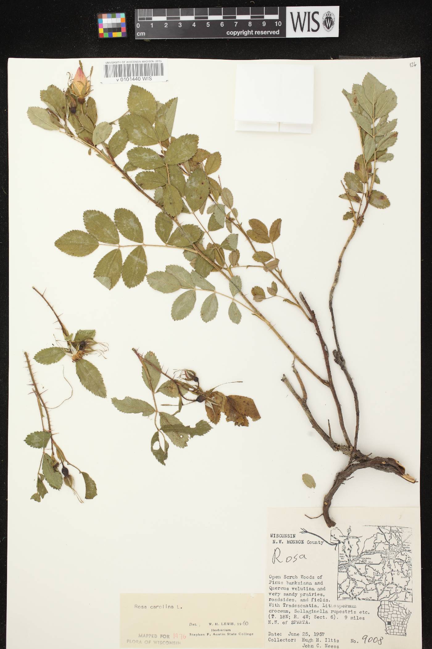 Rosa carolina image