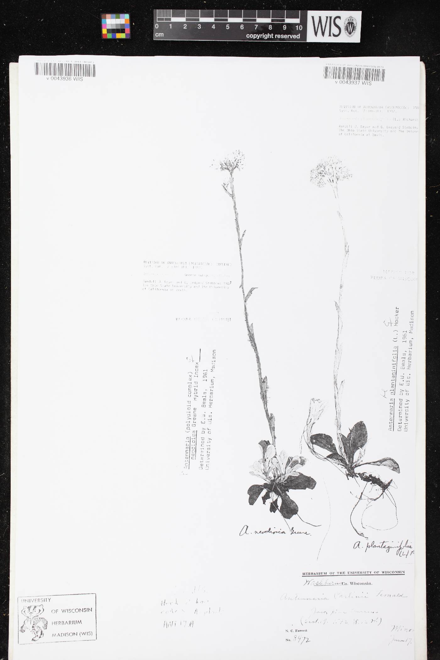 Antennaria plantaginifolia image