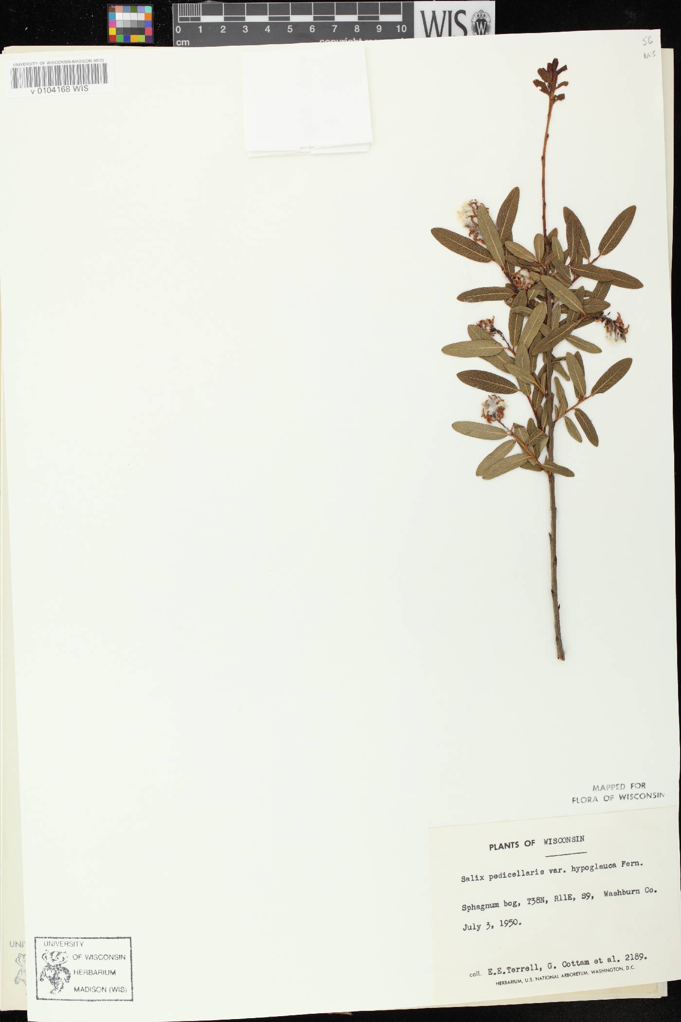 Salix pedicellaris image
