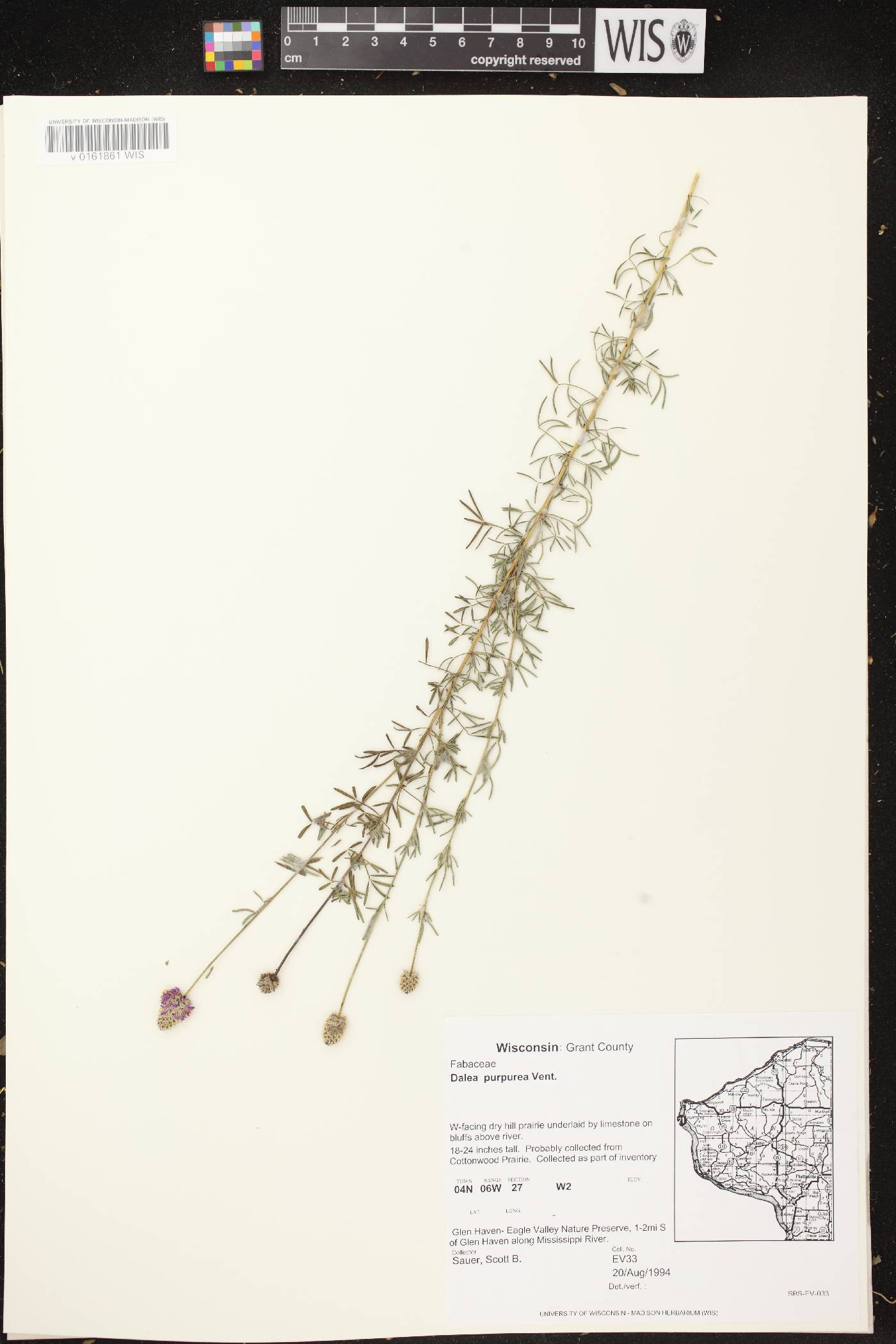 Dalea purpurea var. purpurea image