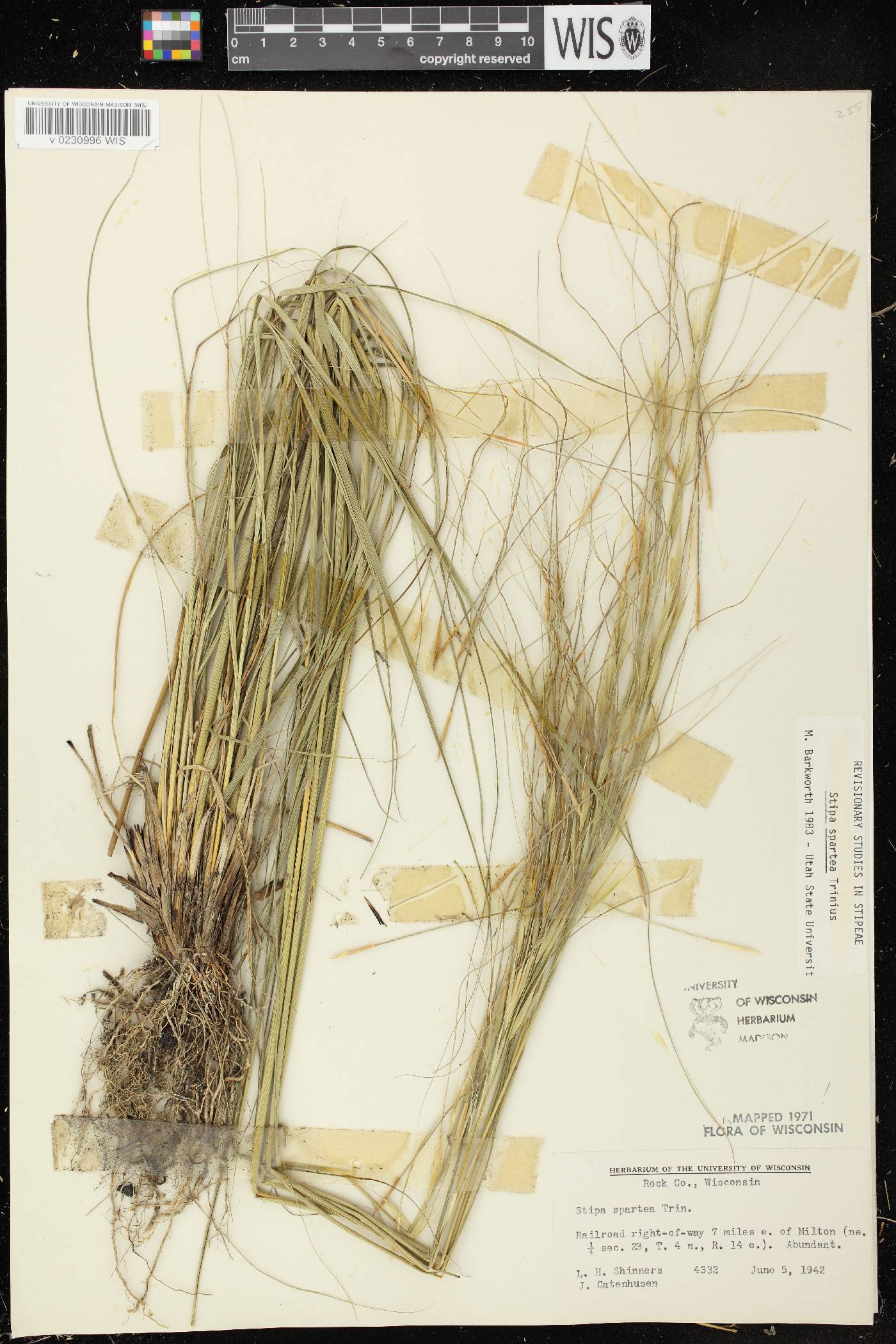 Hesperostipa spartea image