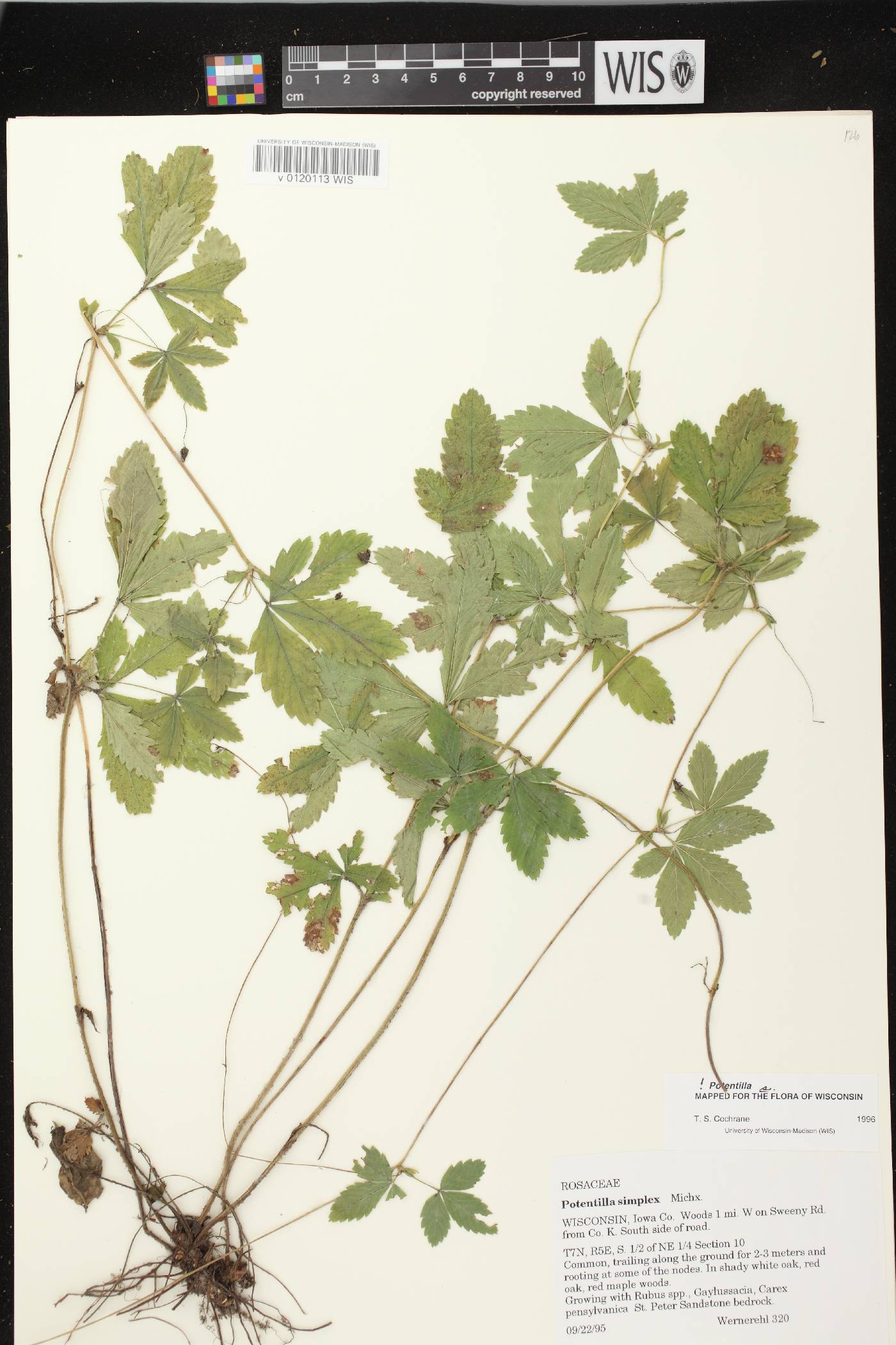 Potentilla simplex image