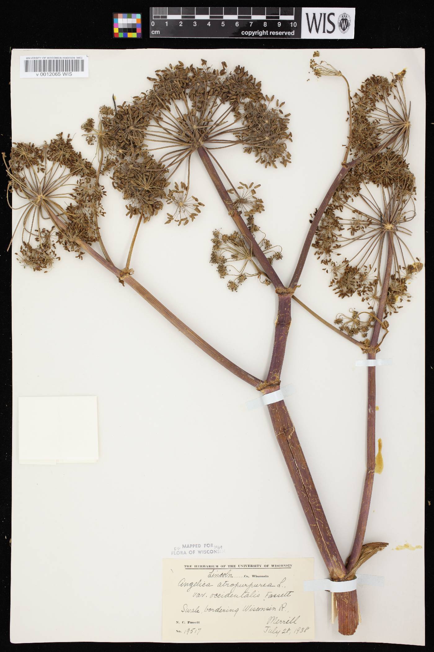 Angelica atropurpurea var. occidentalis image